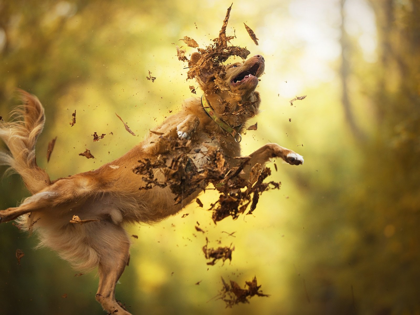 Обои листья, осень, собака, прыжок, золотистый ретривер, dackelpup, filou, leaves, autumn, dog, jump, golden retriever разрешение 2048x1367 Загрузить