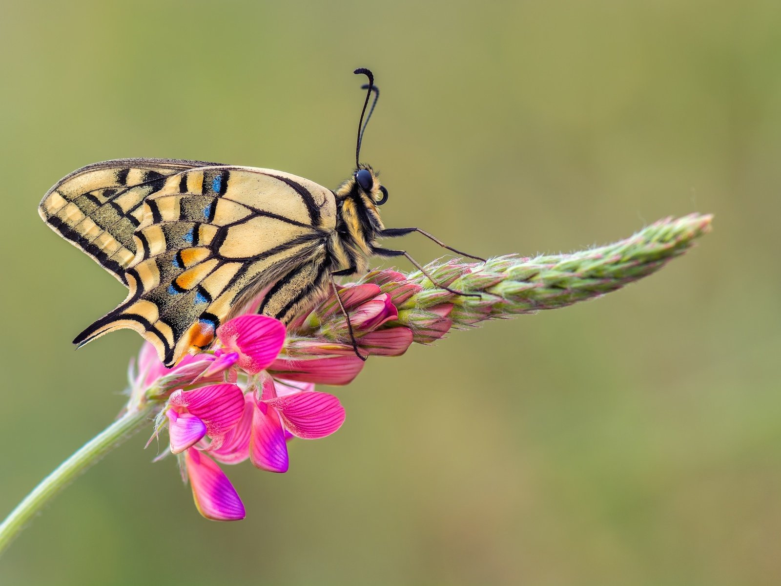 Обои макро, насекомое, цветок, бабочка, крылья, махаон, macro, insect, flower, butterfly, wings, swallowtail разрешение 2048x1365 Загрузить