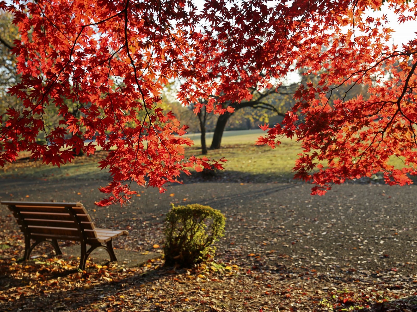 Обои деревья, листья, парк, листва, осень, скамейка, клен, trees, leaves, park, foliage, autumn, bench, maple разрешение 3602x2398 Загрузить