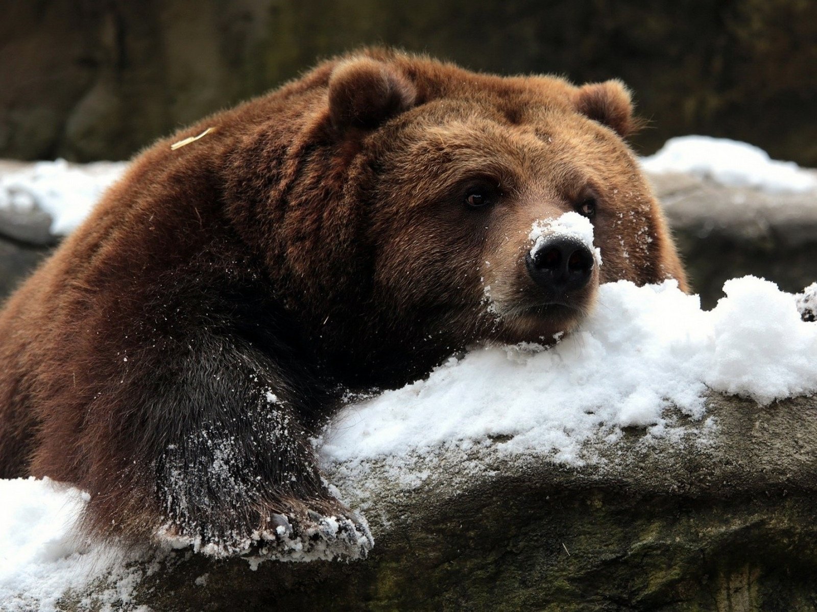 Обои снег, камни, зима, медведь, гризли, snow, stones, winter, bear, grizzly разрешение 1920x1200 Загрузить