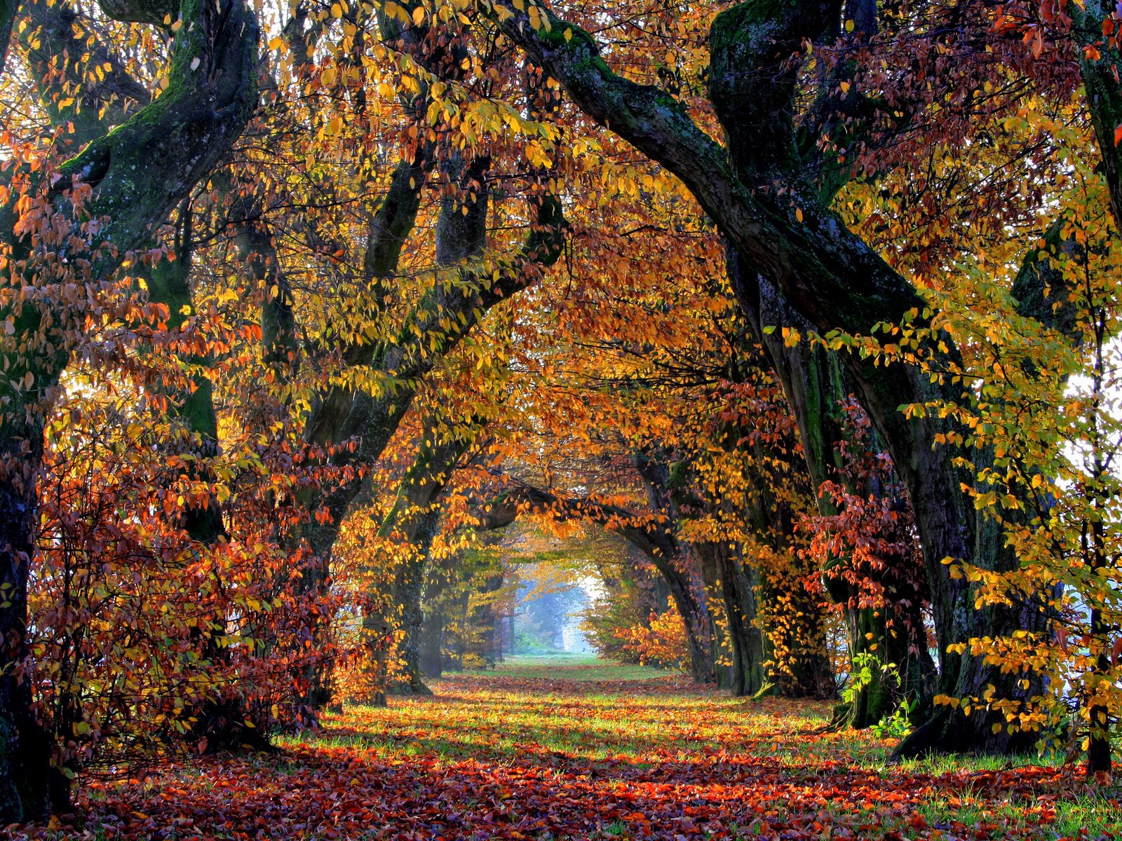 Обои деревья, природа, листья, парк, осень, аллея, trees, nature, leaves, park, autumn, alley разрешение 2880x1800 Загрузить