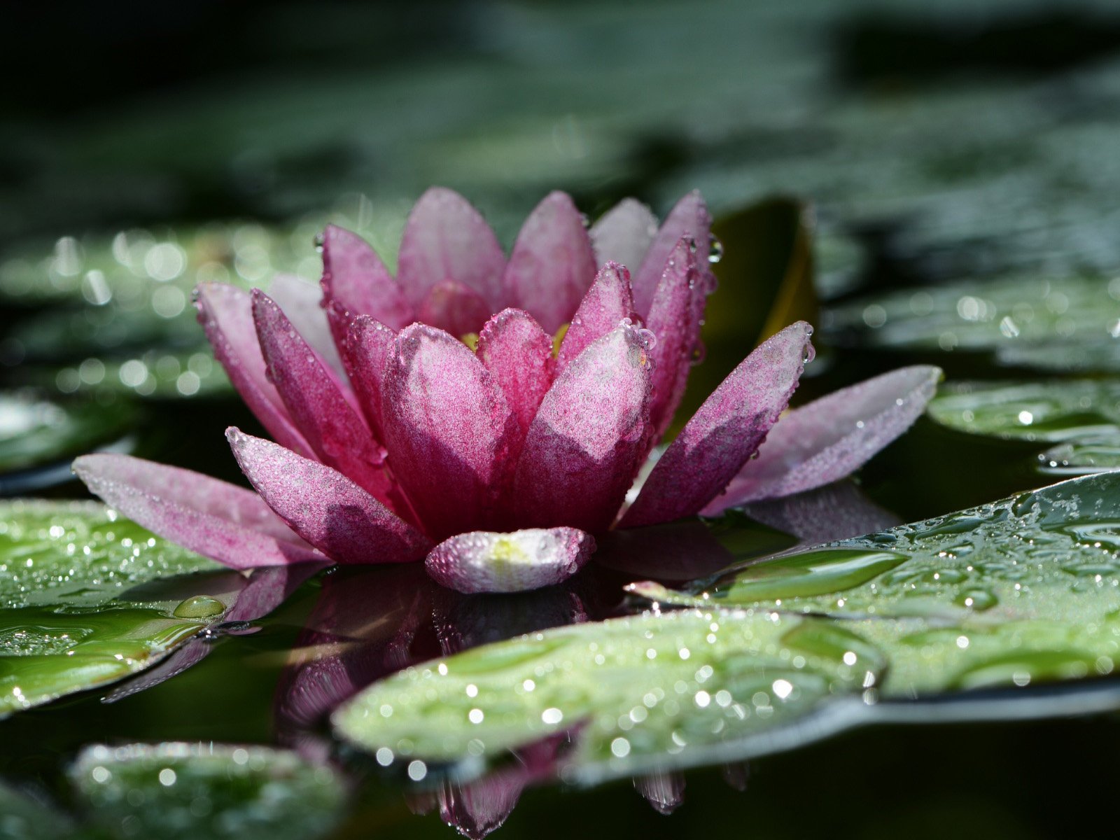 Обои листья, цветок, капли, лепестки, пруд, кувшинка, водяная лилия, leaves, flower, drops, petals, pond, lily, water lily разрешение 1920x1200 Загрузить