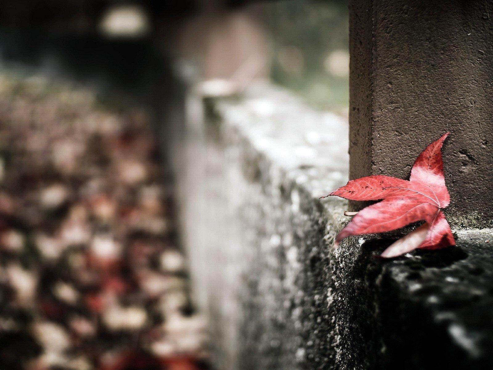 Обои макро, осень, забор, лист, macro, autumn, the fence, sheet разрешение 1920x1200 Загрузить