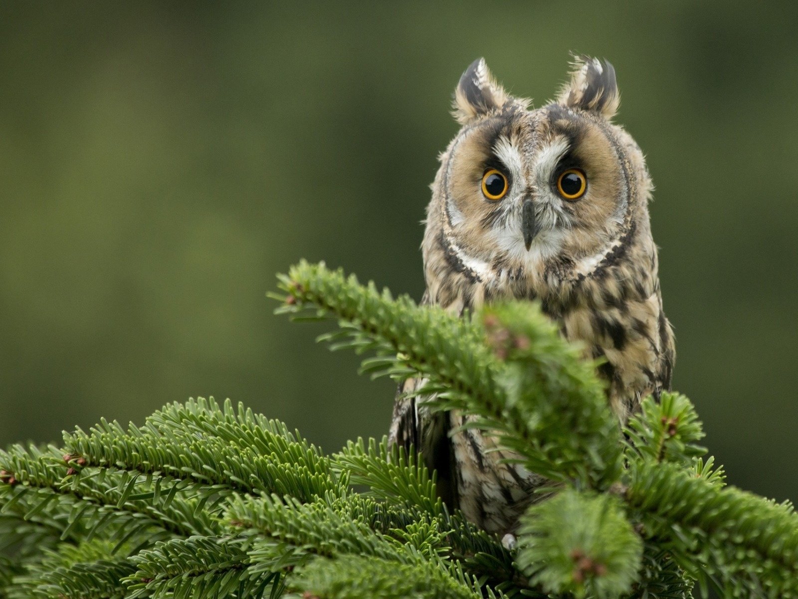 Обои глаза, сова, хвоя, ветки, взгляд, птица, клюв, ушастая сова, eyes, owl, needles, branches, look, bird, beak, long-eared owl разрешение 1920x1200 Загрузить