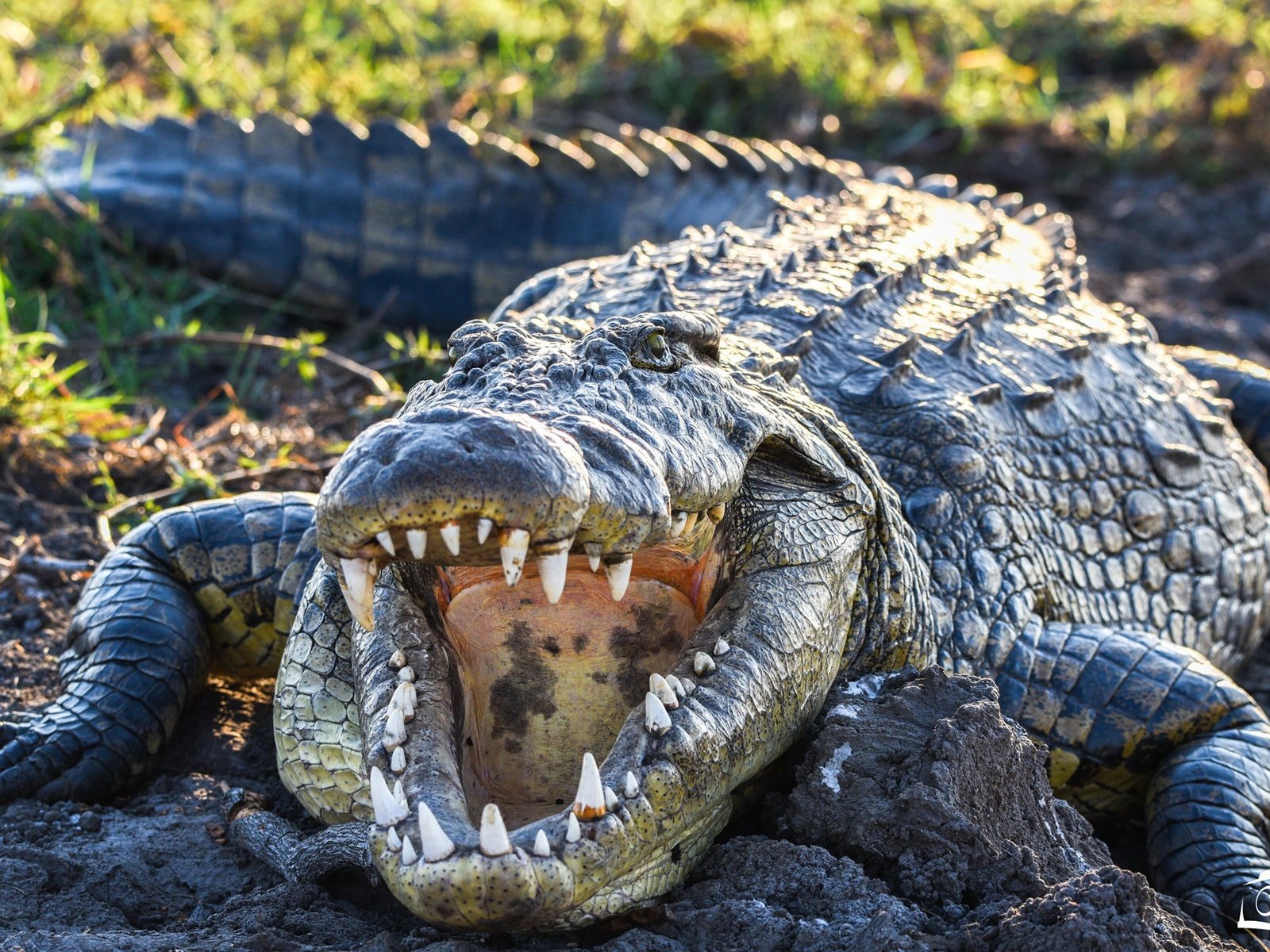 Обои зубы, крокодил, пасть, пресмыкающиеся, teeth, crocodile, mouth, reptiles разрешение 2048x1254 Загрузить