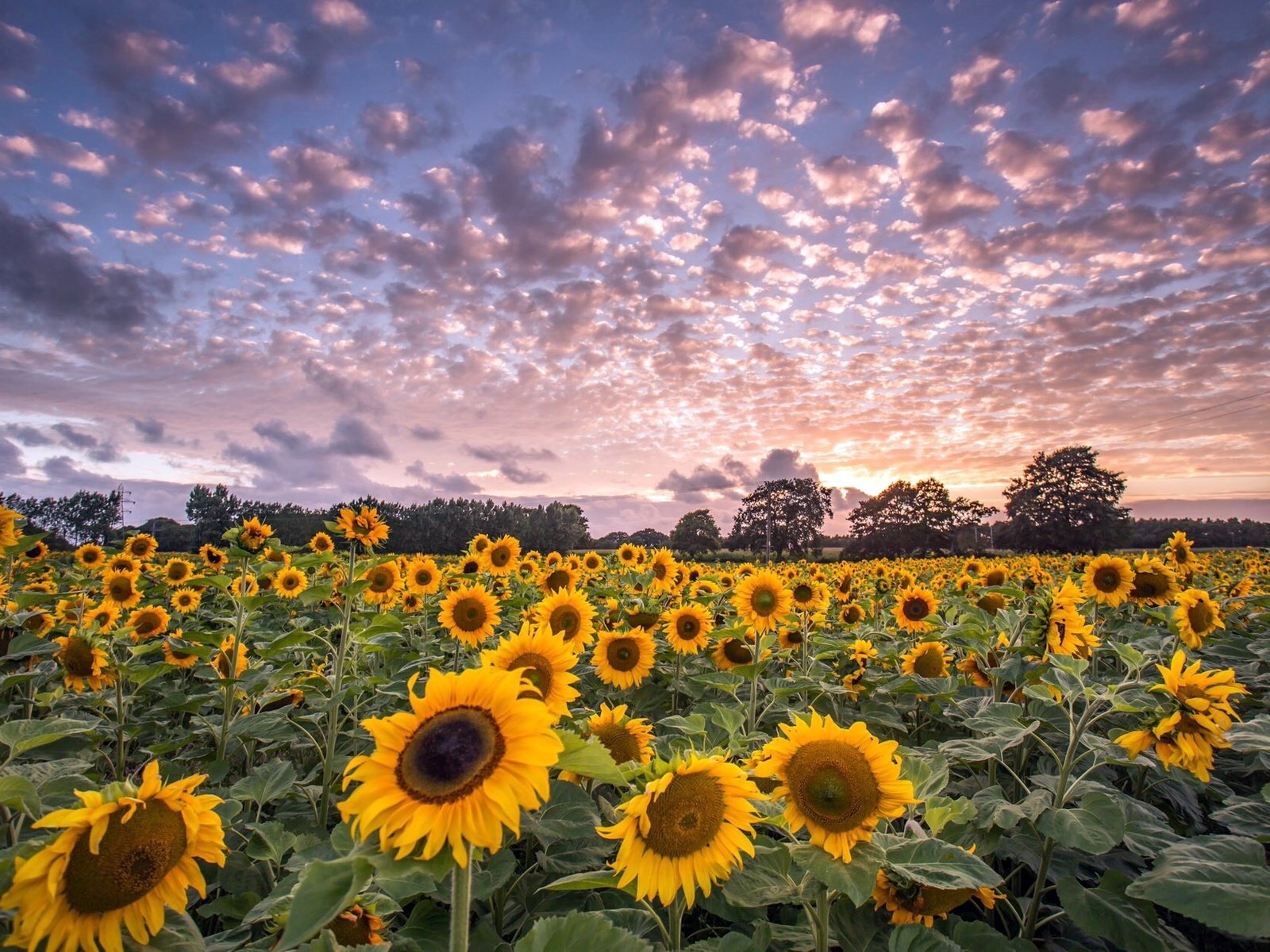 Обои небо, цветы, облака, деревья, поле, горизонт, подсолнухи, the sky, flowers, clouds, trees, field, horizon, sunflowers разрешение 2048x1264 Загрузить