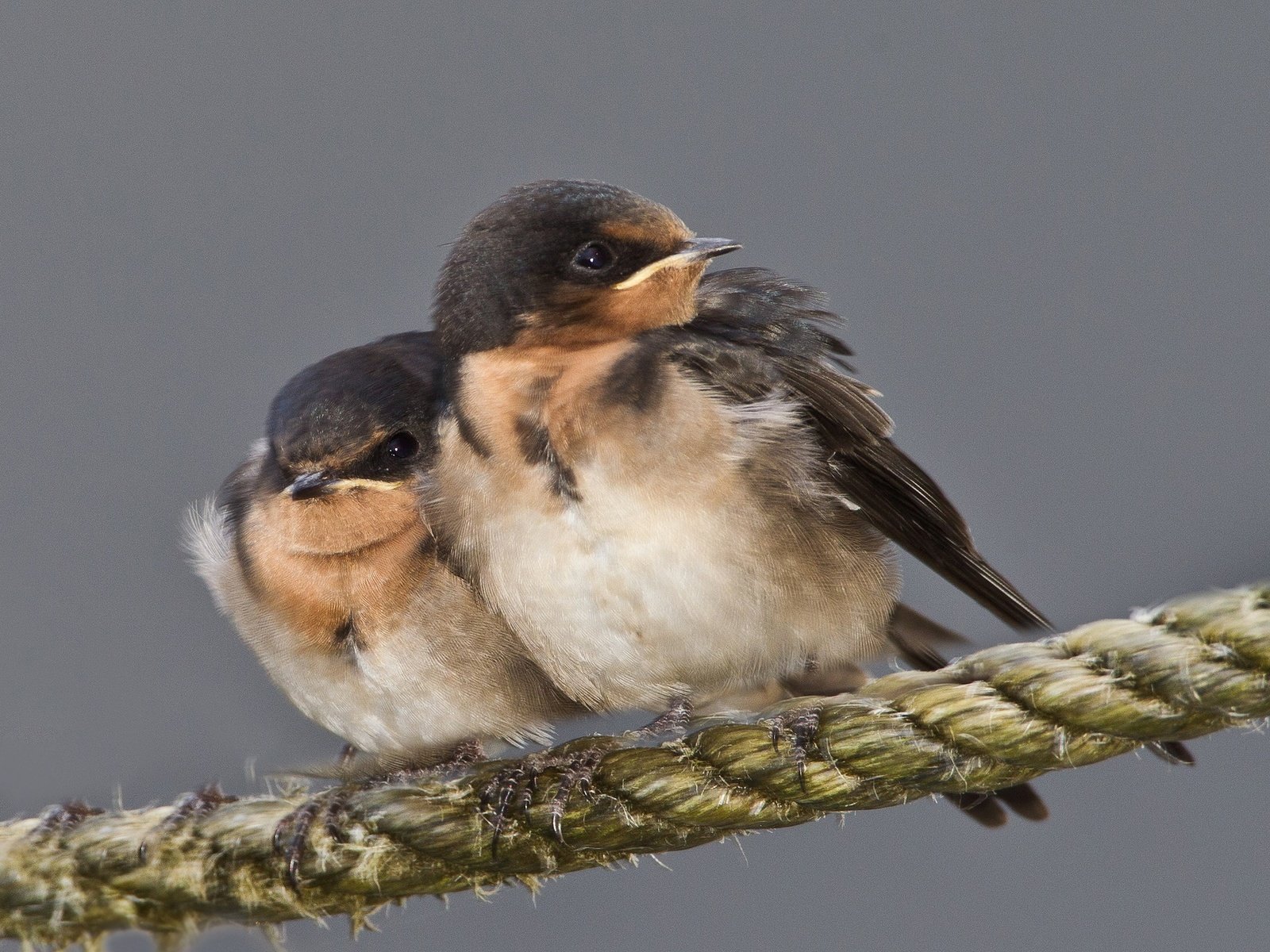 Обои птенец, птица, клюв, веревка, ласточка, chick, bird, beak, rope, swallow разрешение 2048x1362 Загрузить