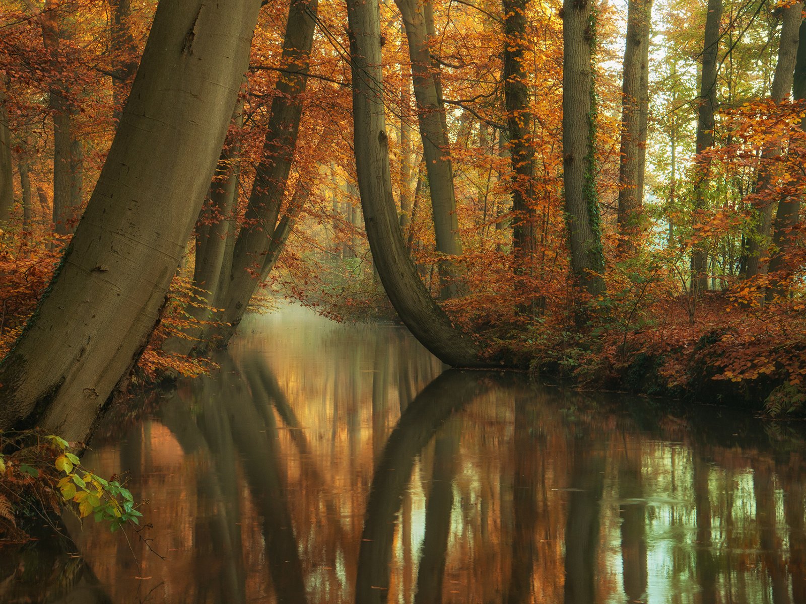 Обои деревья, река, природа, лес, отражение, стволы, осень, trees, river, nature, forest, reflection, trunks, autumn разрешение 1920x1200 Загрузить