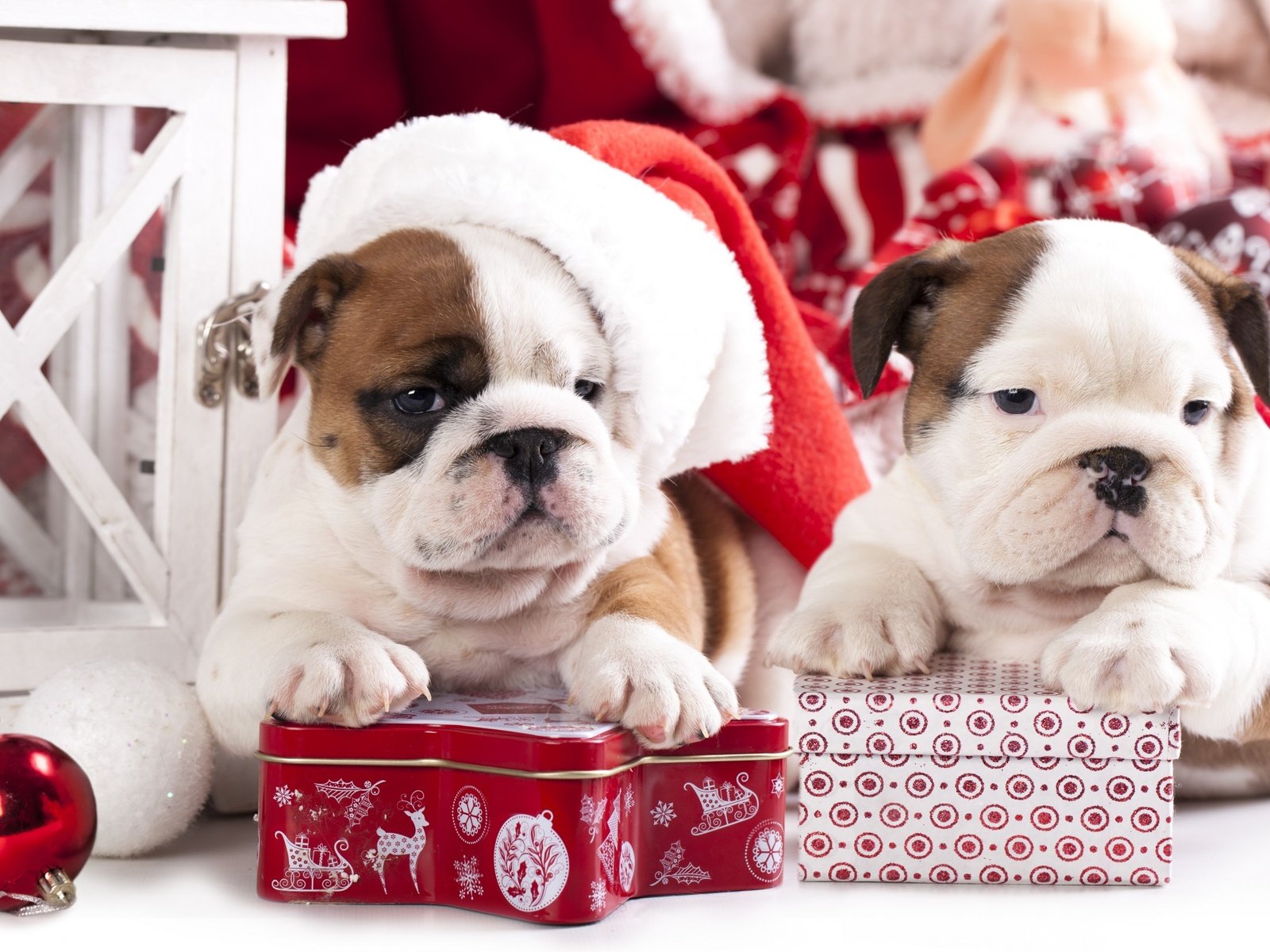 Обои новый год, подарки, щенки, собаки, английский бульдог, new year, gifts, puppies, dogs, english bulldog разрешение 2880x1800 Загрузить