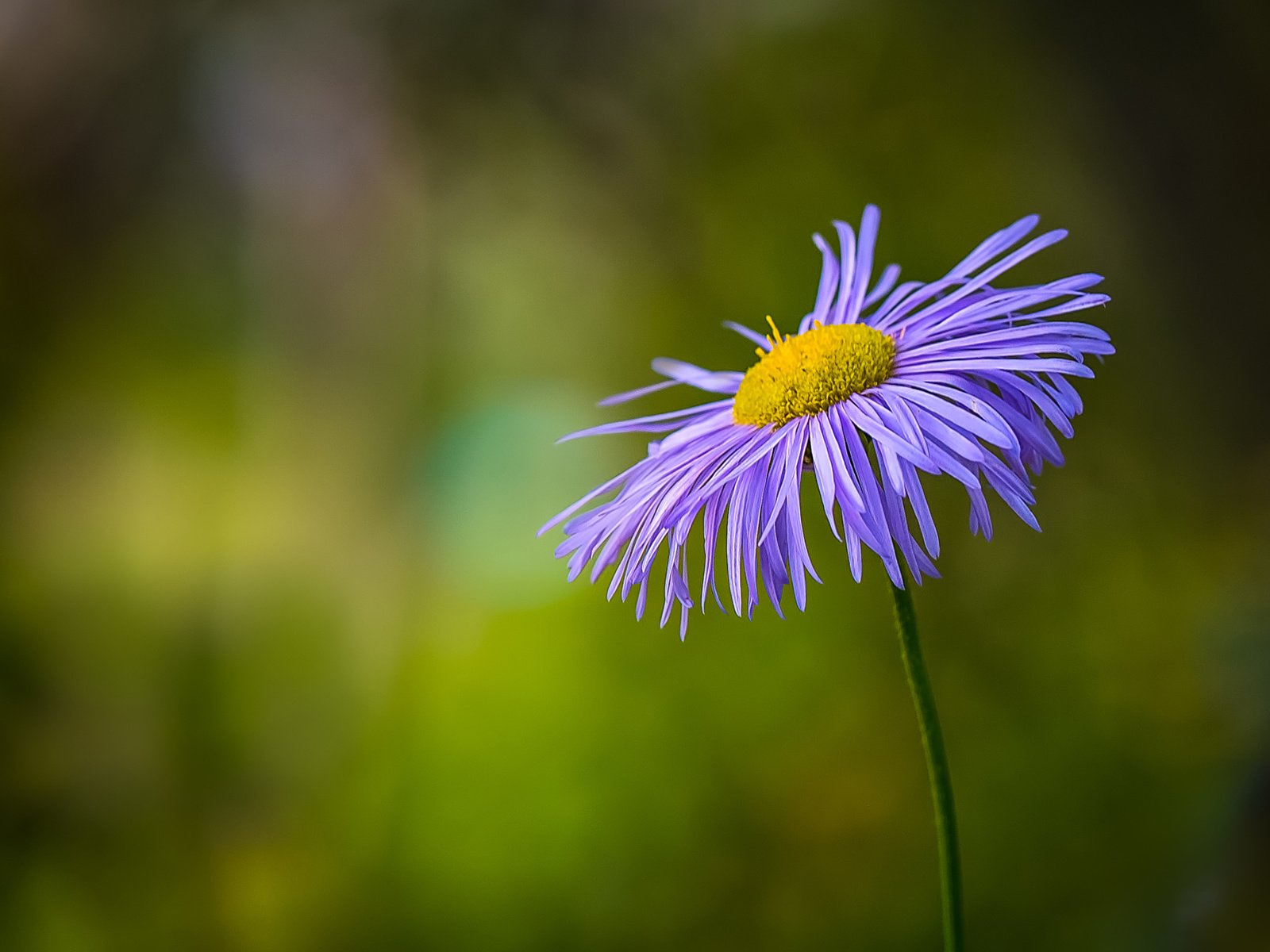 Обои цветок, лепестки, размытость, стебель, боке, flower, petals, blur, stem, bokeh разрешение 1920x1200 Загрузить