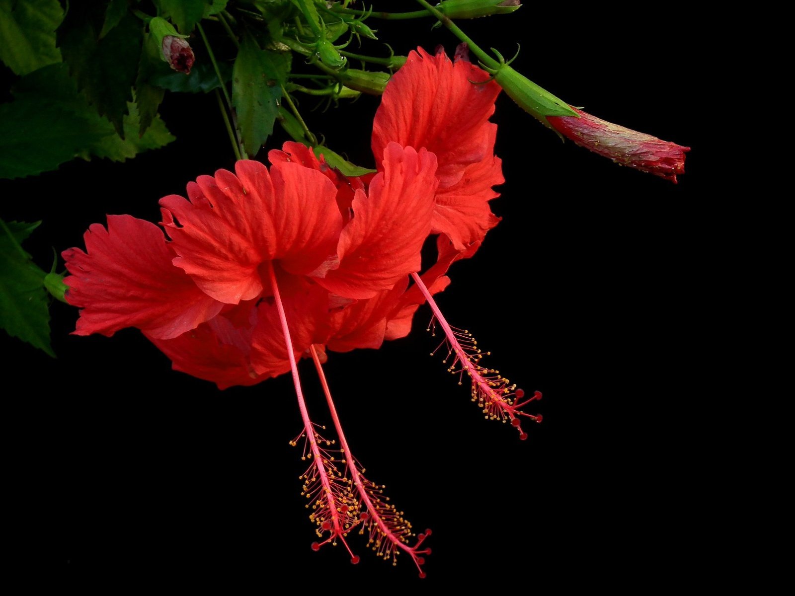 Обои фон, лепестки, гибискус, background, petals, hibiscus разрешение 2048x1313 Загрузить