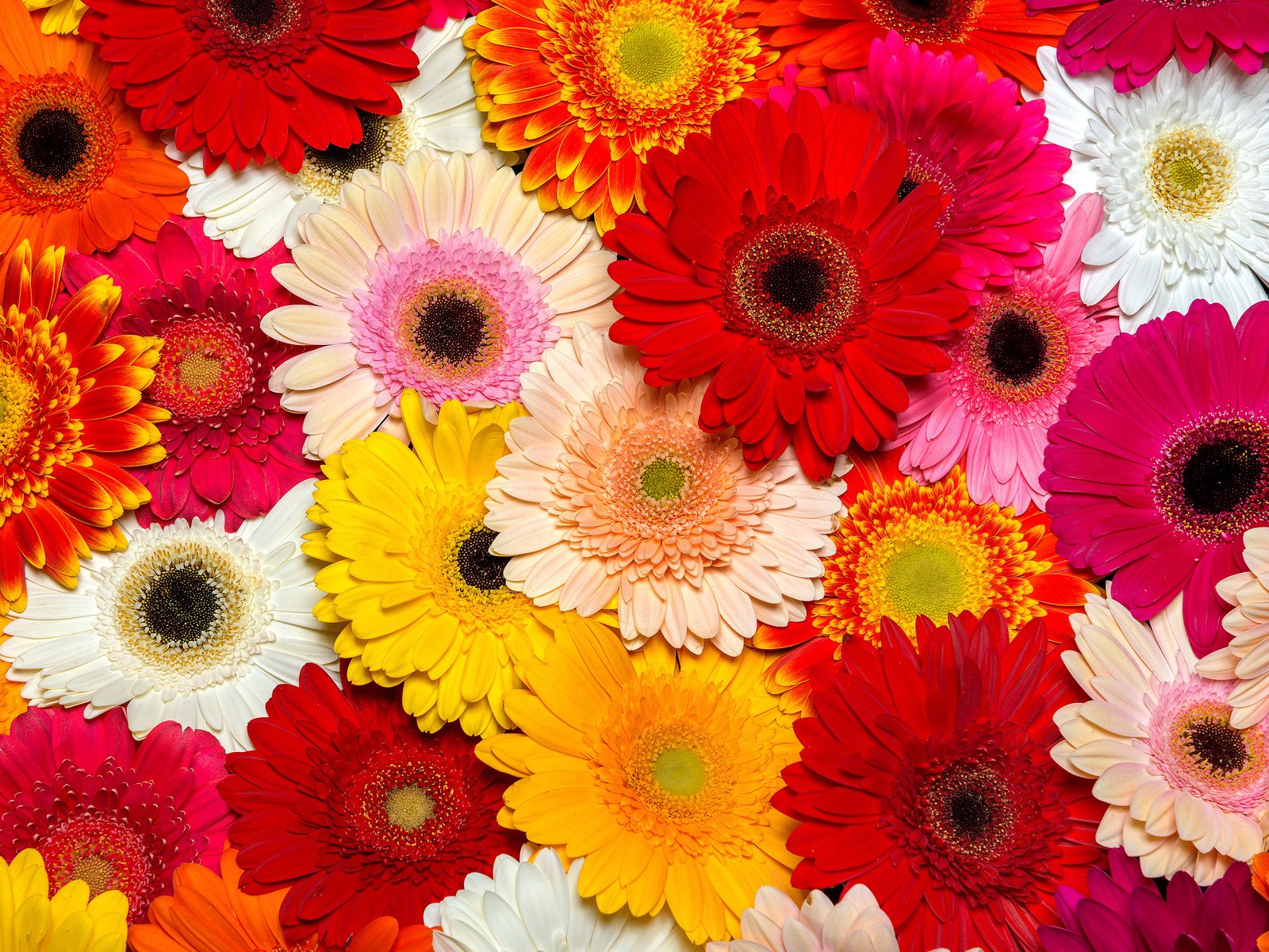 Обои цветы, лепестки, герберы, flowers, petals, gerbera разрешение 3840x2400 Загрузить