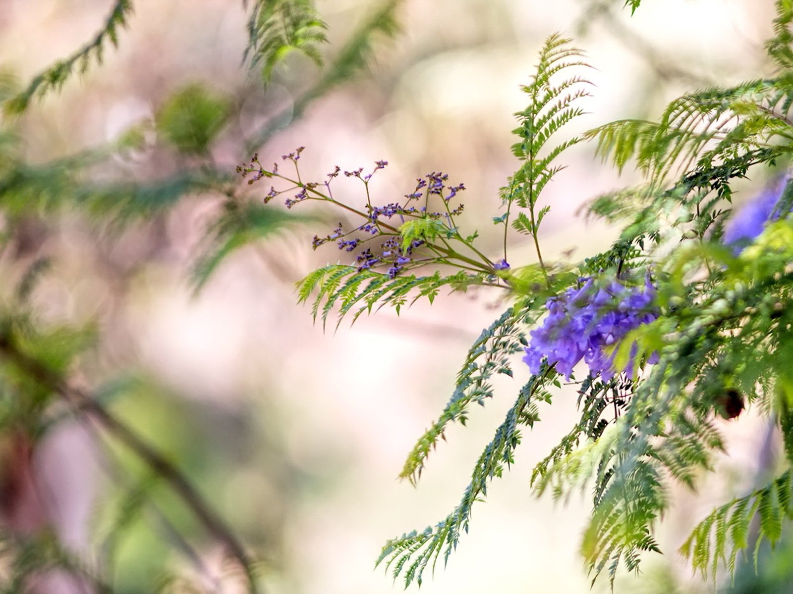 Обои цветы, природа, макро, фон, ветки, размытость, flowers, nature, macro, background, branches, blur разрешение 1920x1200 Загрузить