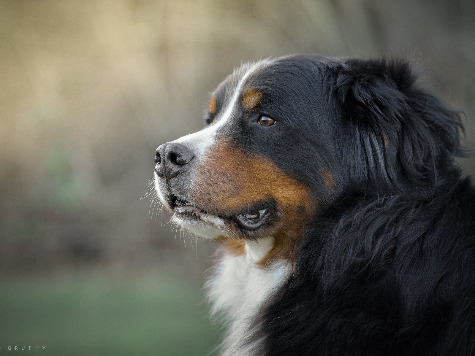 Обои морда, взгляд, собака, бернский зенненхунд, gordon rufh, face, look, dog, bernese mountain dog разрешение 1920x1200 Загрузить