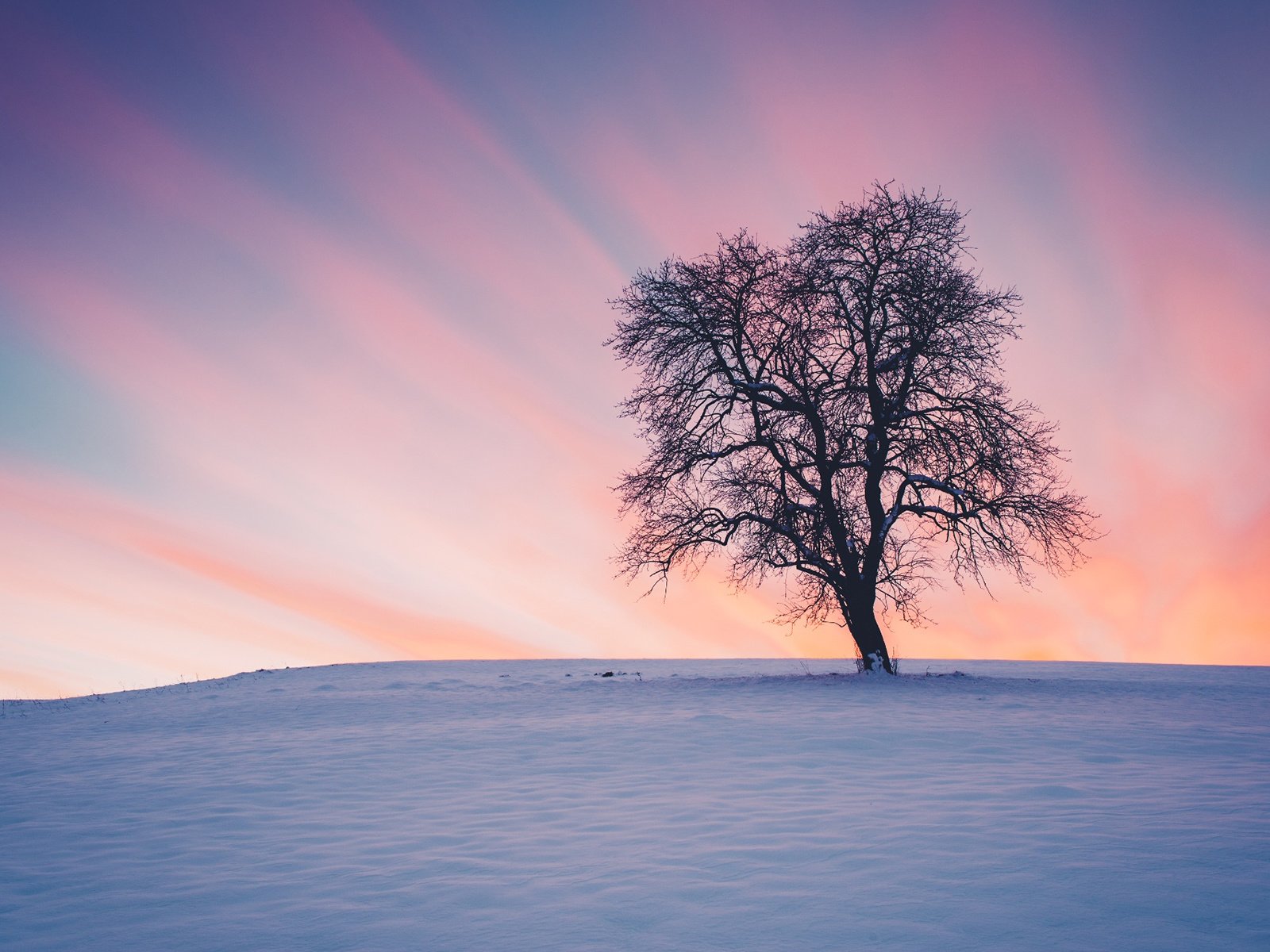Обои снег, природа, дерево, закат, зима, пейзаж, snow, nature, tree, sunset, winter, landscape разрешение 1920x1200 Загрузить
