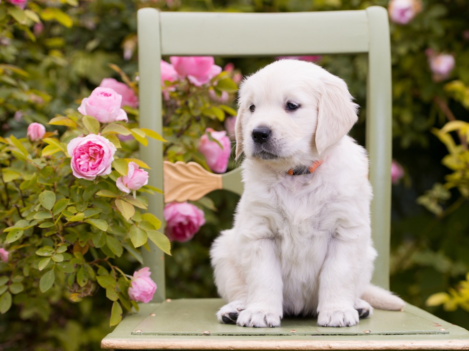 Обои цветы, розы, собака, стул, щенок, золотистый ретривер, flowers, roses, dog, chair, puppy, golden retriever разрешение 2880x1800 Загрузить