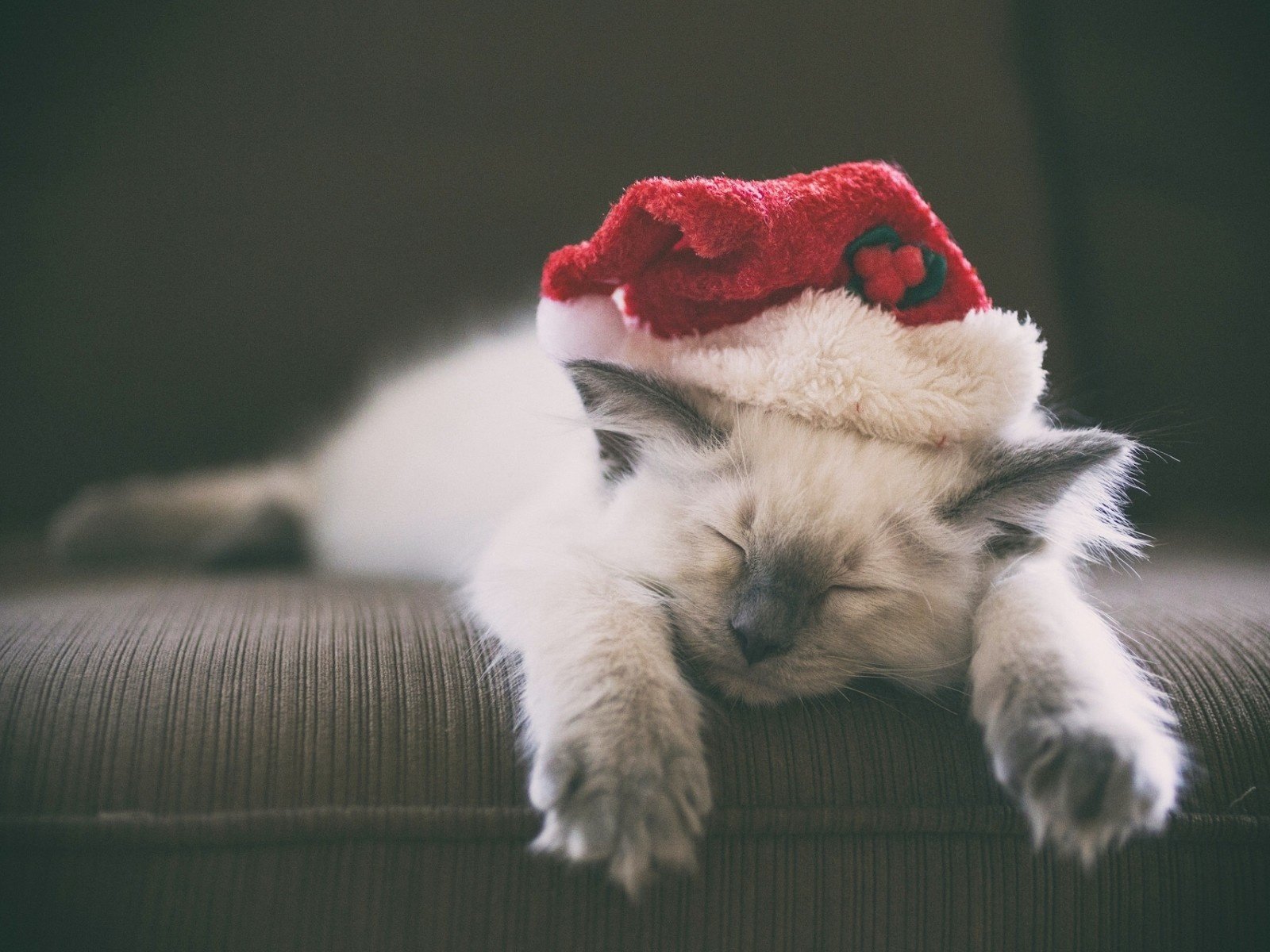 Обои новый год, кошка, котенок, колпак, new year, cat, kitty, cap разрешение 1920x1200 Загрузить