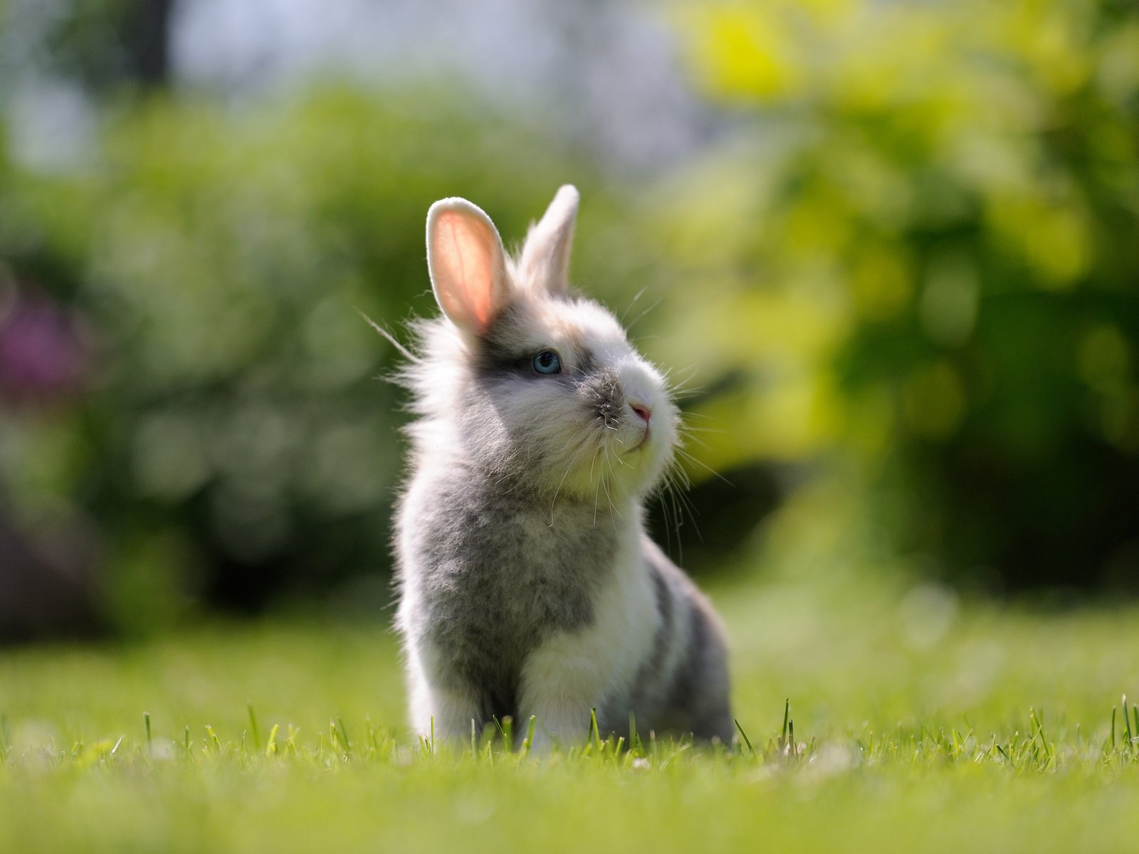 Обои трава, мордочка, взгляд, кролик, заяц, зайка, grass, muzzle, look, rabbit, hare, bunny разрешение 3840x2400 Загрузить