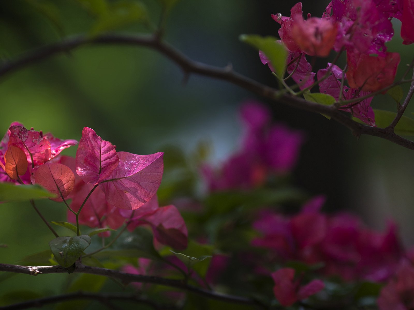 Обои цветы, растение, бугенвиллея, flowers, plant, bougainvillea разрешение 1920x1200 Загрузить