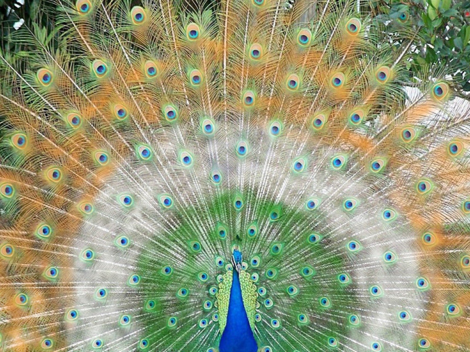 Обои птица, клюв, павлин, перья, хвост, bird, beak, peacock, feathers, tail разрешение 1920x1200 Загрузить