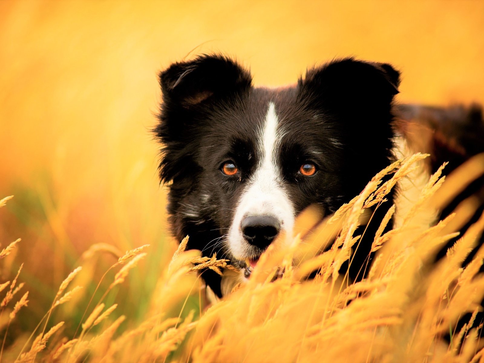 Обои глаза, трава, взгляд, собака, колоски, бордер-колли, eyes, grass, look, dog, spikelets, the border collie разрешение 3840x2160 Загрузить