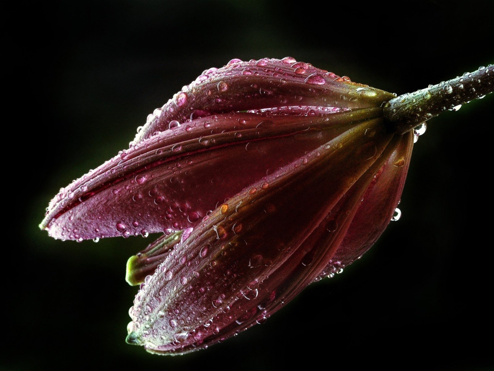 Обои цветок, роса, капли, лилия, бутон, черный фон, капли воды, flower, rosa, drops, lily, bud, black background, water drops разрешение 1920x1288 Загрузить