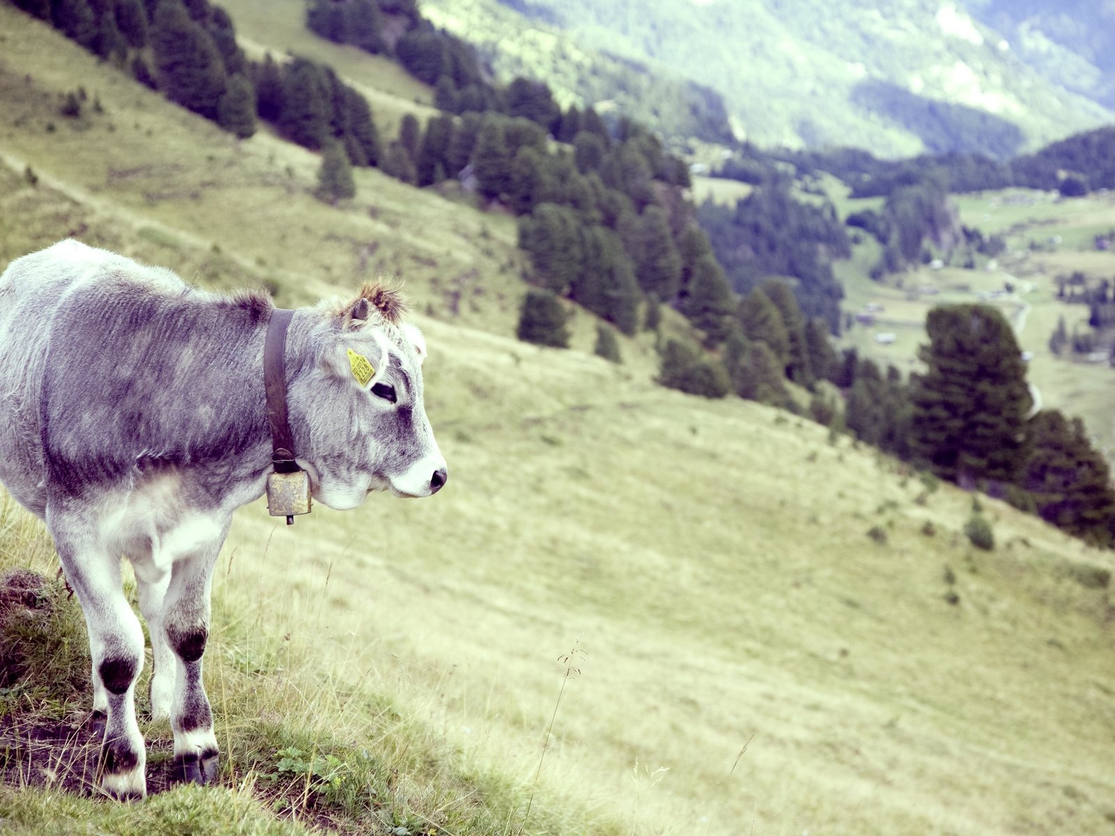 Обои трава, деревья, рога, корова, бык, grass, trees, horns, cow, bull разрешение 4368x2912 Загрузить