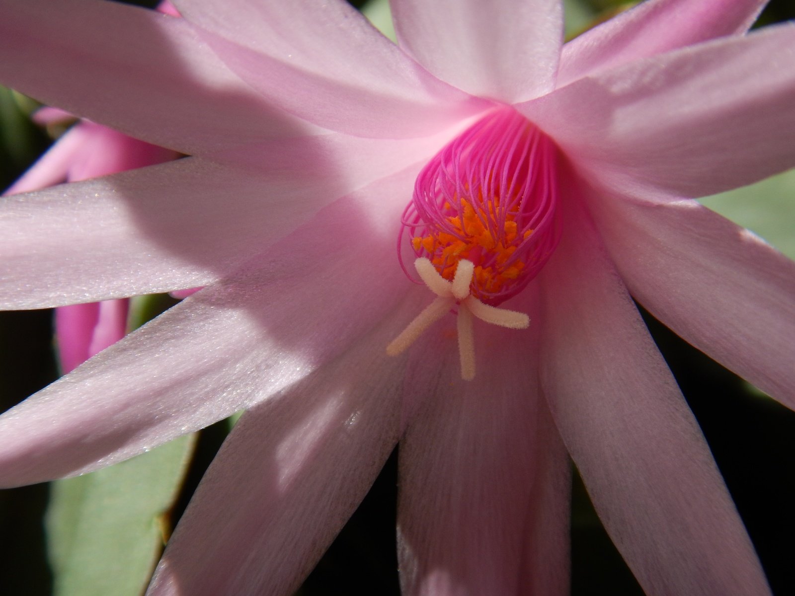 Обои цветение, цветок, лепестки, кактус, розовый цветок, flowering, flower, petals, cactus, pink flower разрешение 4608x3456 Загрузить