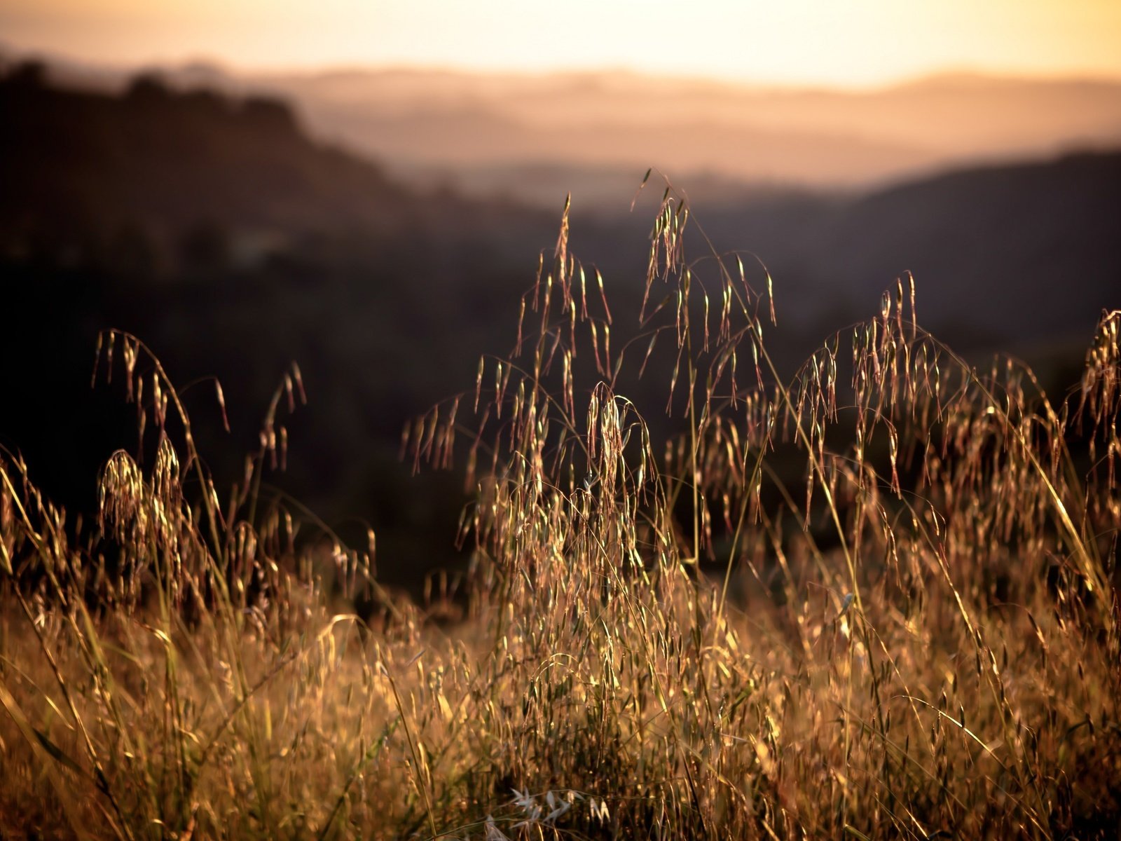 Обои трава, закат, поле, колоски, grass, sunset, field, spikelets разрешение 3840x2160 Загрузить