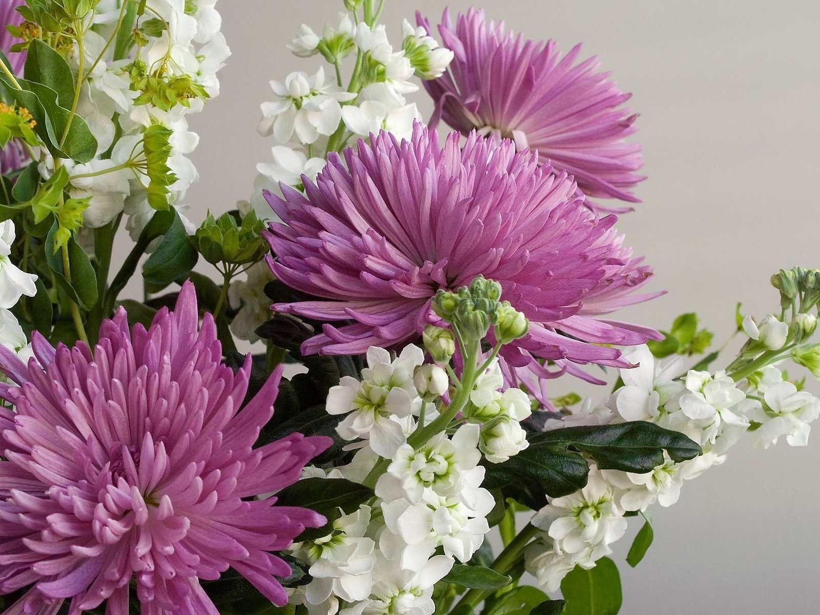 Обои цветы, букет, хризантемы, flowers, bouquet, chrysanthemum разрешение 2000x1450 Загрузить