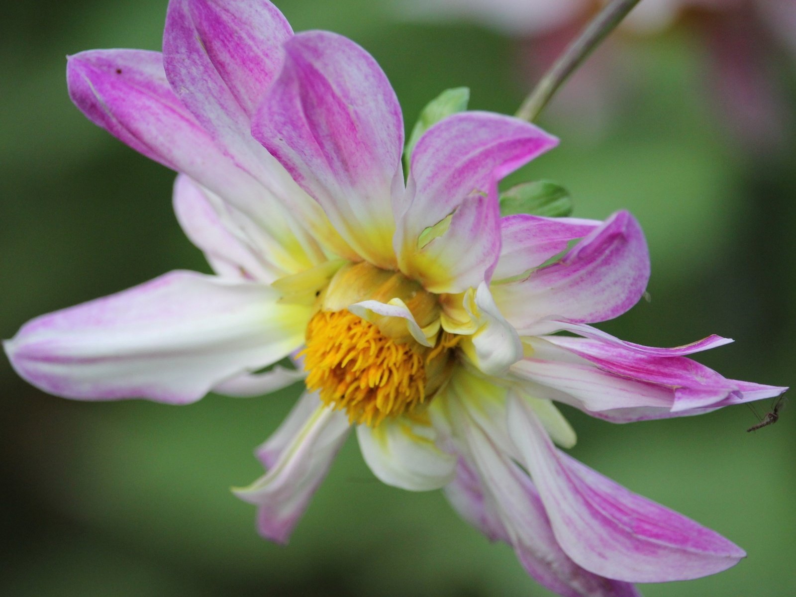 Обои макро, насекомое, цветок, лепестки, георгин, macro, insect, flower, petals, dahlia разрешение 3840x2160 Загрузить