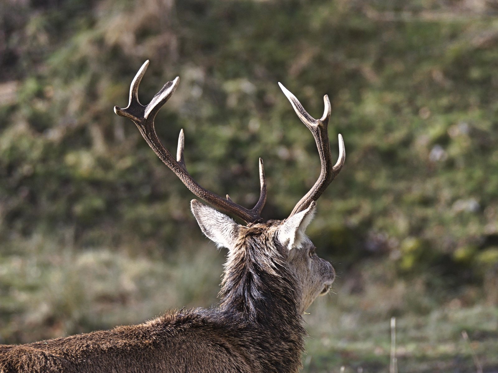 Обои природа, олень, размытость, животное, рога, nature, deer, blur, animal, horns разрешение 4912x3264 Загрузить