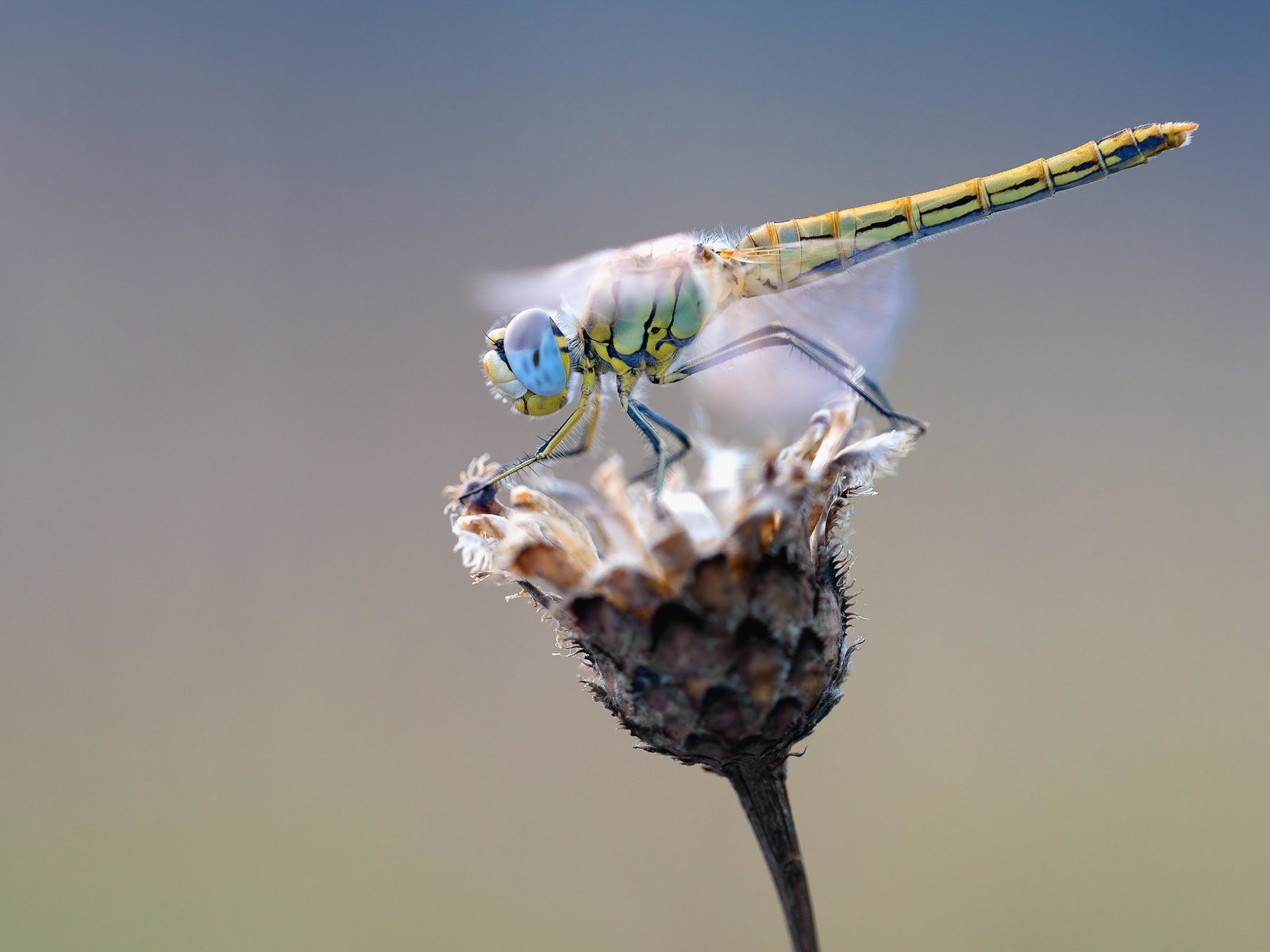 Обои макро, насекомое, крылья, стрекоза, растение, macro, insect, wings, dragonfly, plant разрешение 5315x3543 Загрузить