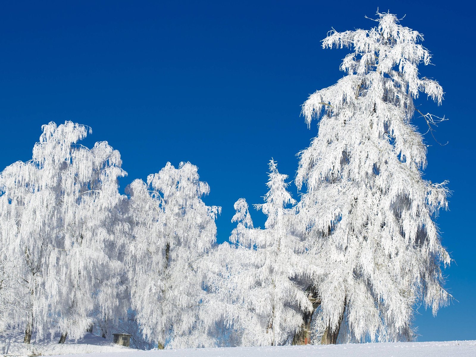 Обои небо, деревья, снег, природа, лес, зима, иней, the sky, trees, snow, nature, forest, winter, frost разрешение 2880x1800 Загрузить