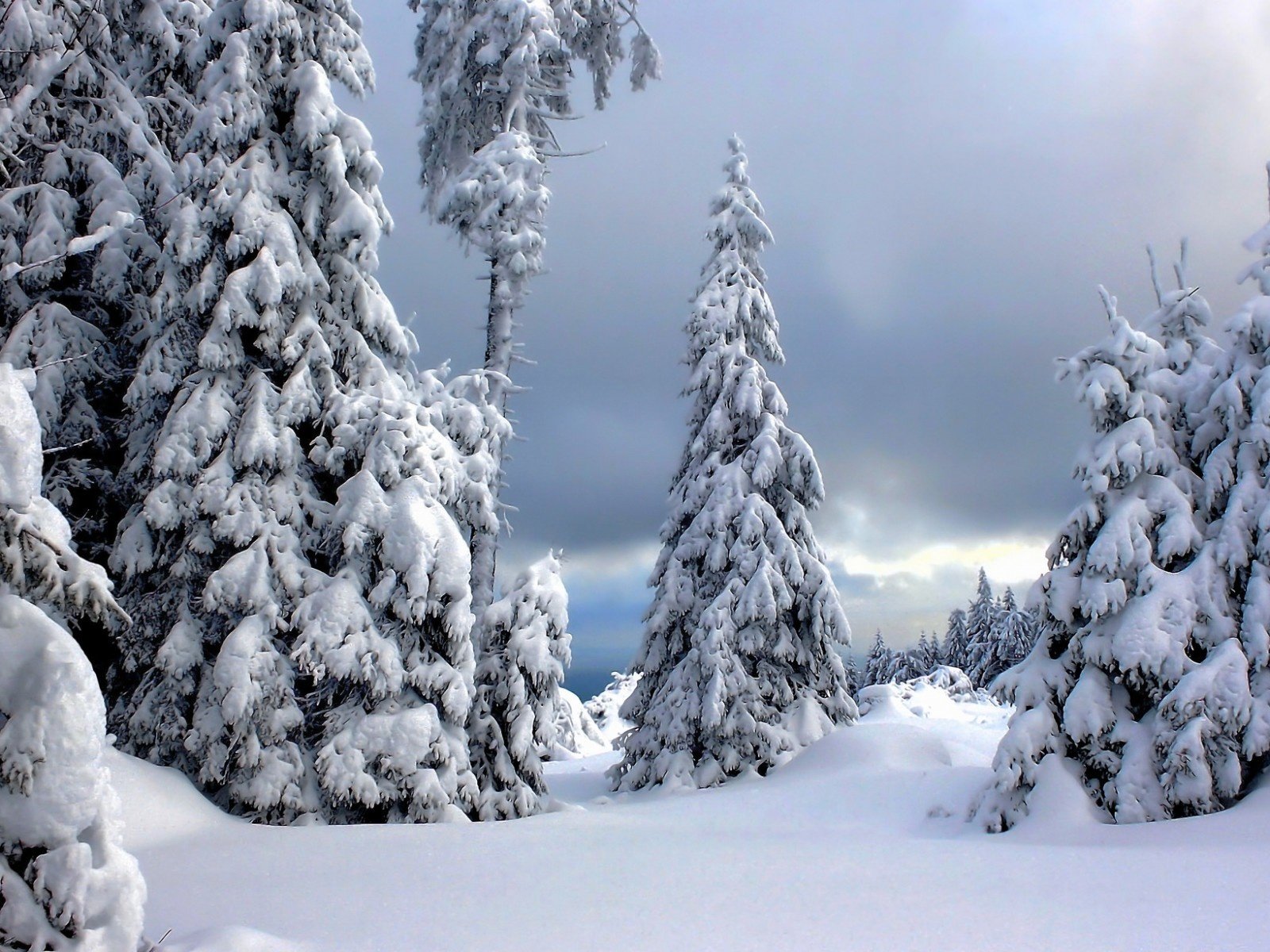 Обои деревья, снег, природа, лес, зима, ели, trees, snow, nature, forest, winter, ate разрешение 1920x1200 Загрузить