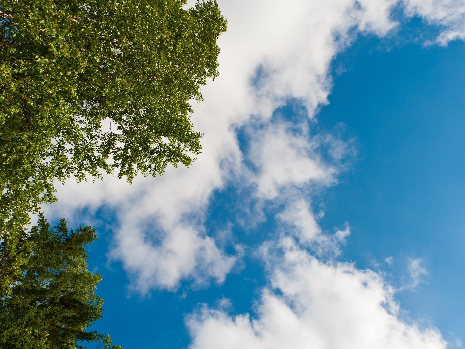 Обои небо, облака, деревья, листья, ветки, the sky, clouds, trees, leaves, branches разрешение 3840x2160 Загрузить