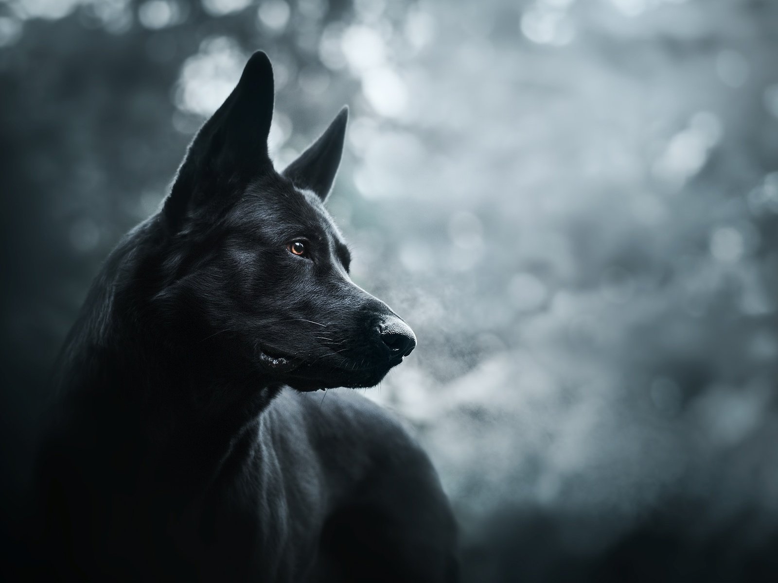 Обои морда, собака, черная, немецкая овчарка, красивая, face, dog, black, german shepherd, beautiful разрешение 2048x1365 Загрузить