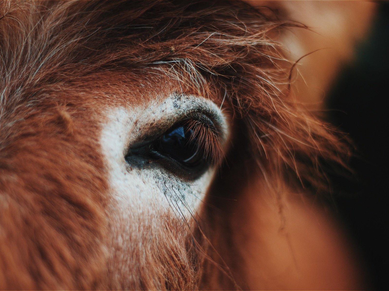 Обои лошадь, глаз, конь, крупным планом, horse, eyes, closeup разрешение 5184x3456 Загрузить