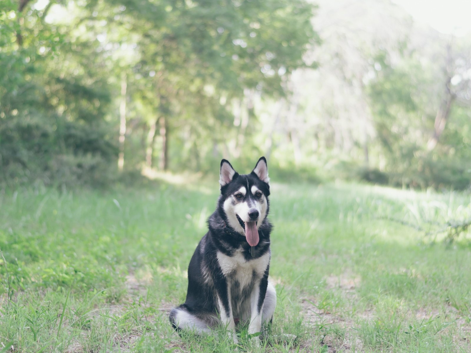 Обои трава, мордочка, взгляд, собака, хаски, язык, grass, muzzle, look, dog, husky, language разрешение 5000x4000 Загрузить