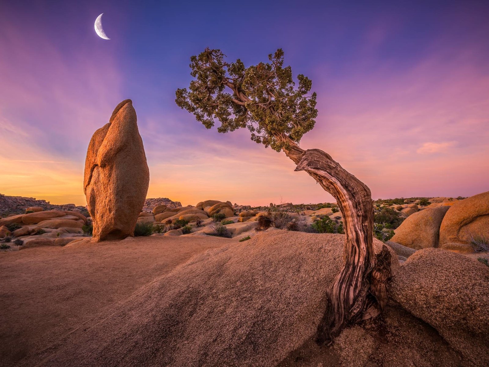 Обои небо, дерево, камни, луна, сша, калифорния, joshua tree national park, национальный парк джошуа-три, the sky, tree, stones, the moon, usa, ca, national park joshua tree разрешение 2048x1365 Загрузить