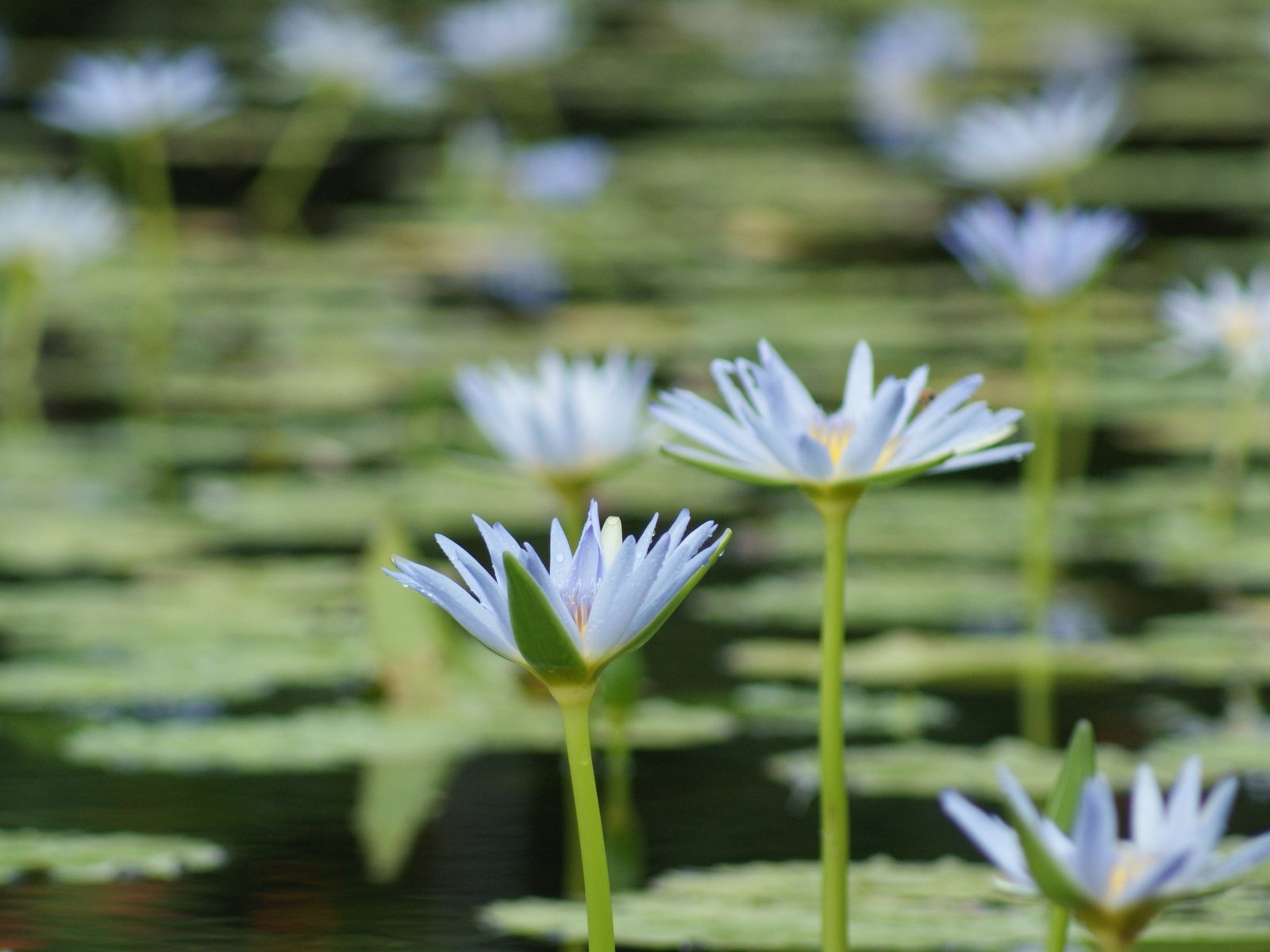 Обои цветы, озеро, лепестки, кувшинки, водяная лилия, flowers, lake, petals, water lilies, water lily разрешение 4592x2576 Загрузить