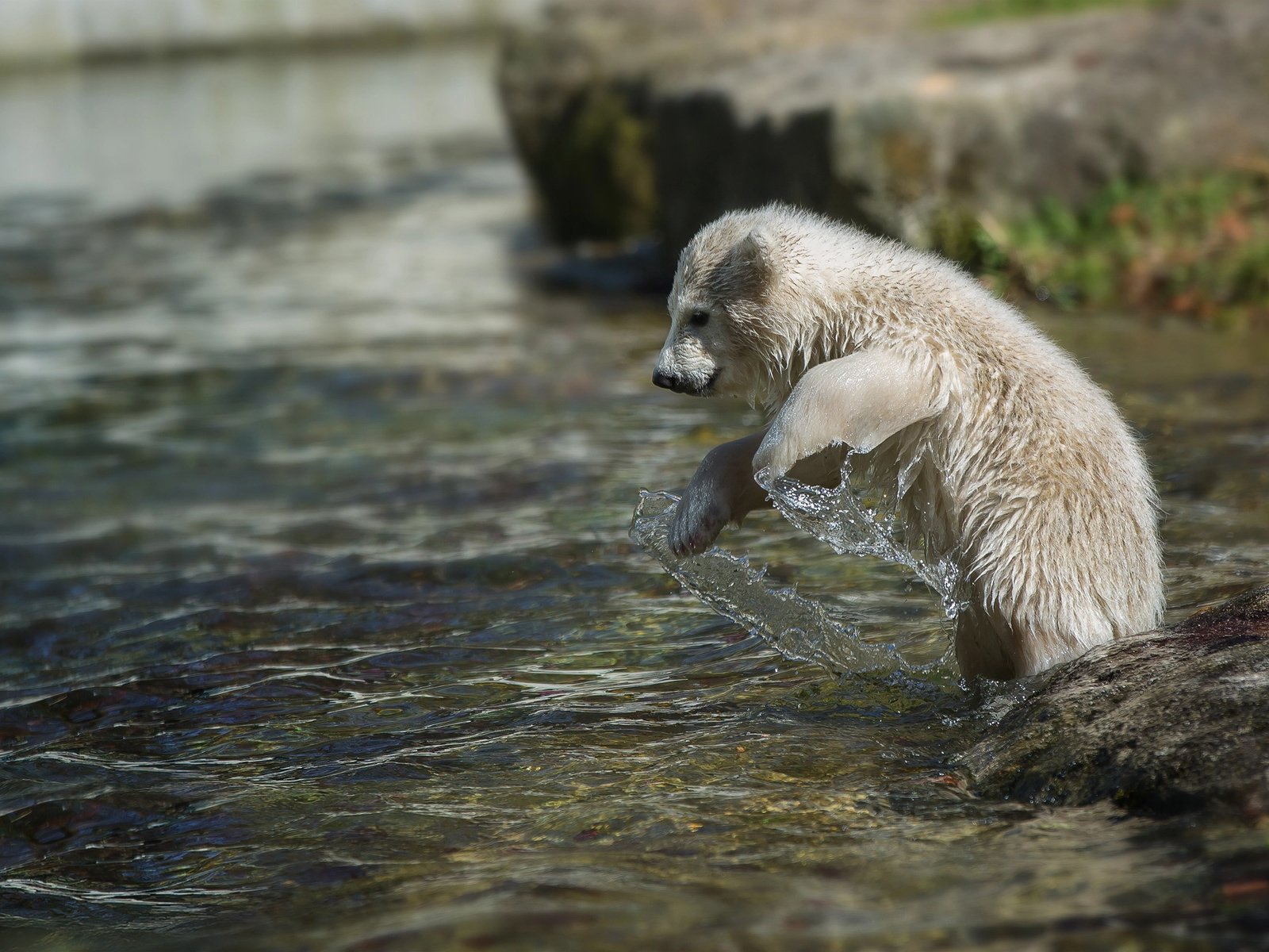 Обои вода, камни, животное, белый медведь, детеныш, медвежонок, умка, anja ellinger, water, stones, animal, polar bear, cub, bear, umka разрешение 2048x1365 Загрузить