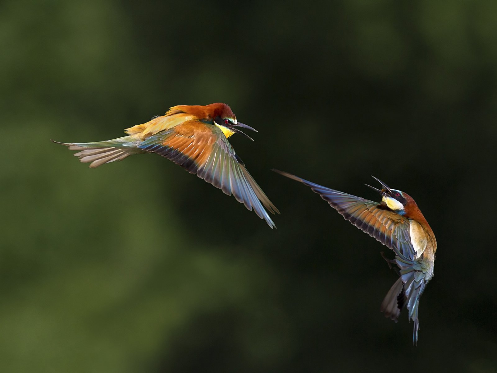 Обои фото, полет, птицы, боке, щурка, пчелоед, золотистая щурка, photo, flight, birds, bokeh, schurka, peeled, european bee-eater разрешение 2500x1667 Загрузить