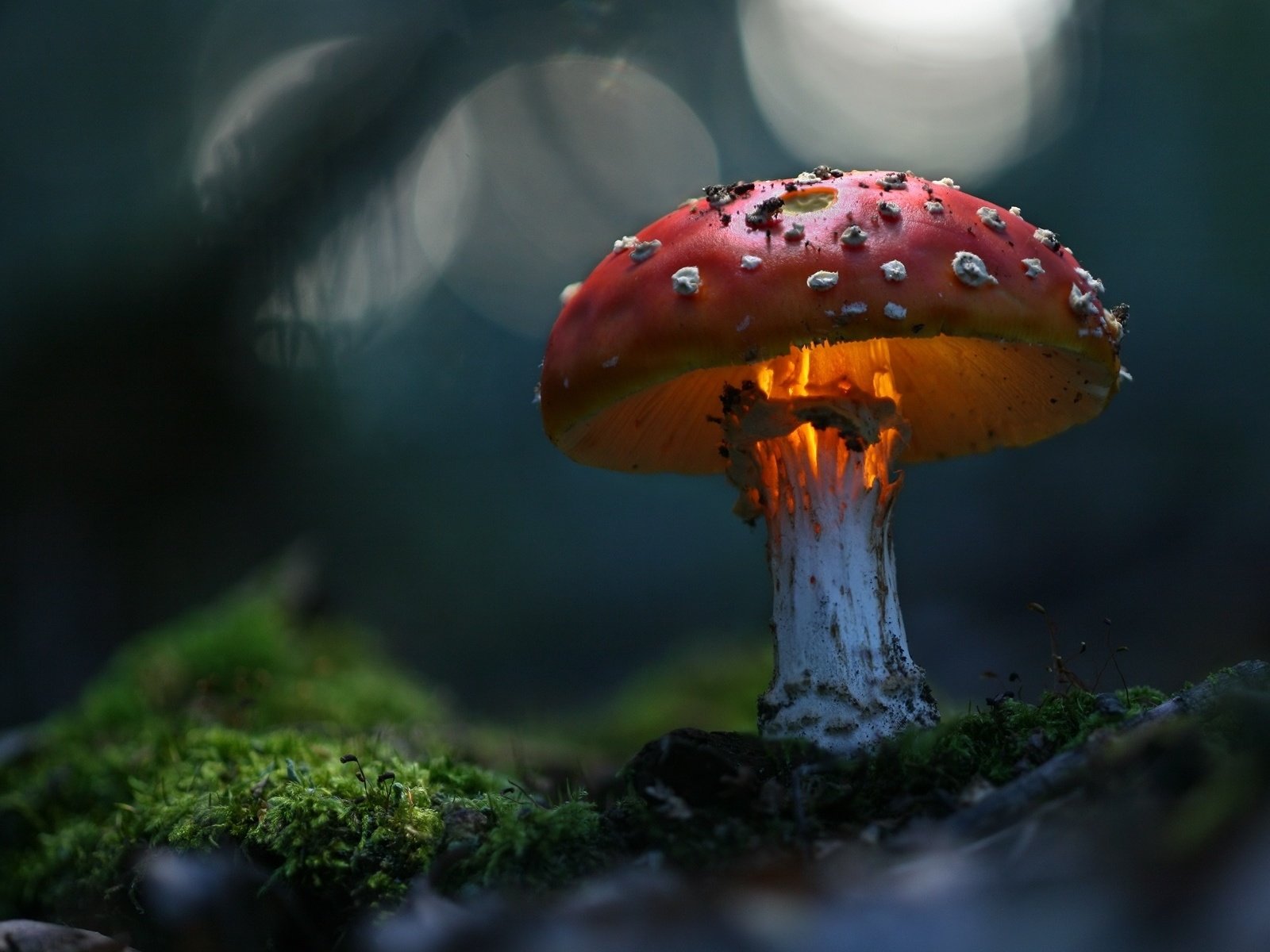 Обои зелень, макро, гриб, волшебно, greens, macro, mushroom, magically разрешение 1920x1200 Загрузить