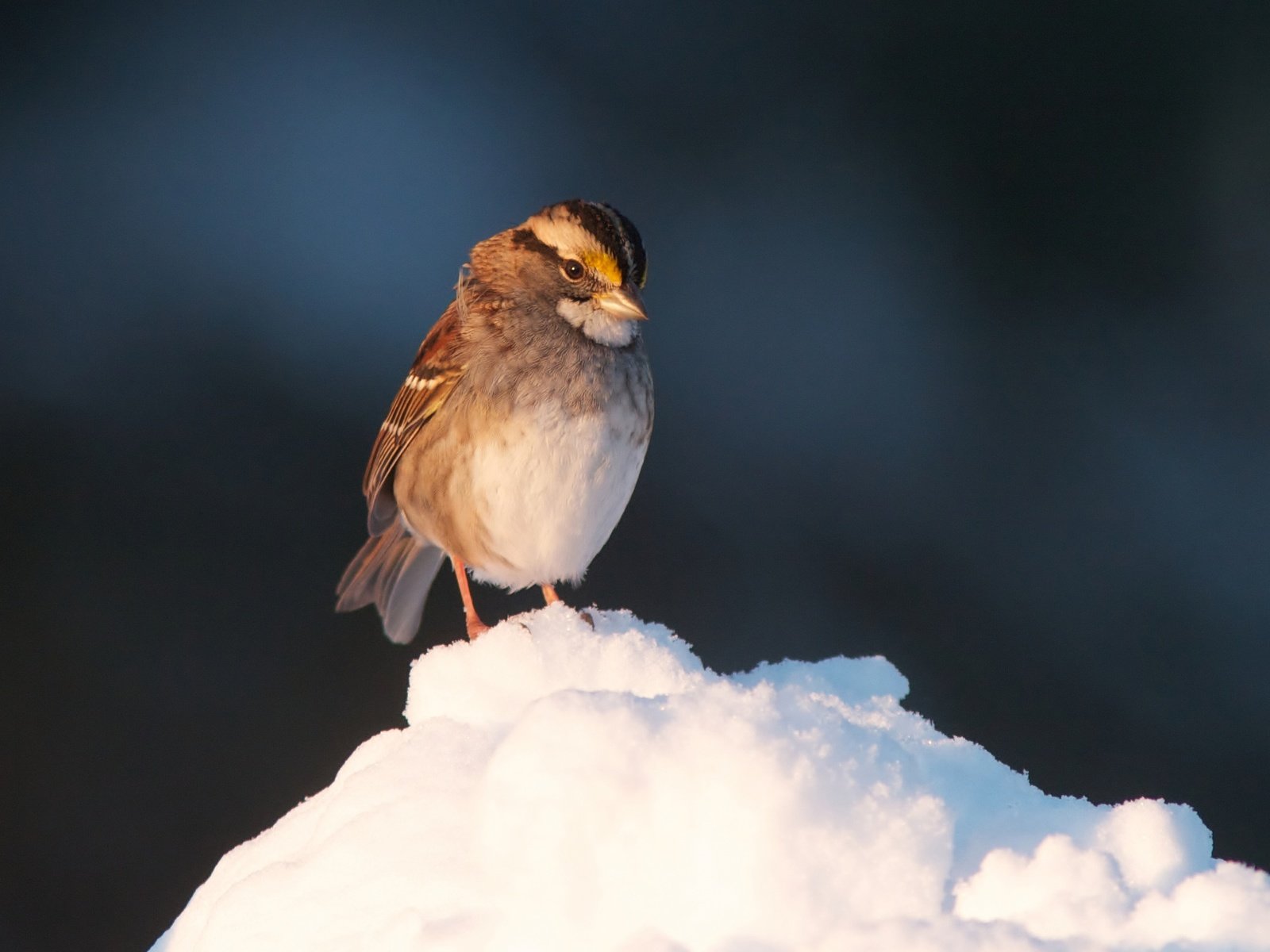 Обои снег, птица, клюв, воробей, перья, snow, bird, beak, sparrow, feathers разрешение 2048x1364 Загрузить