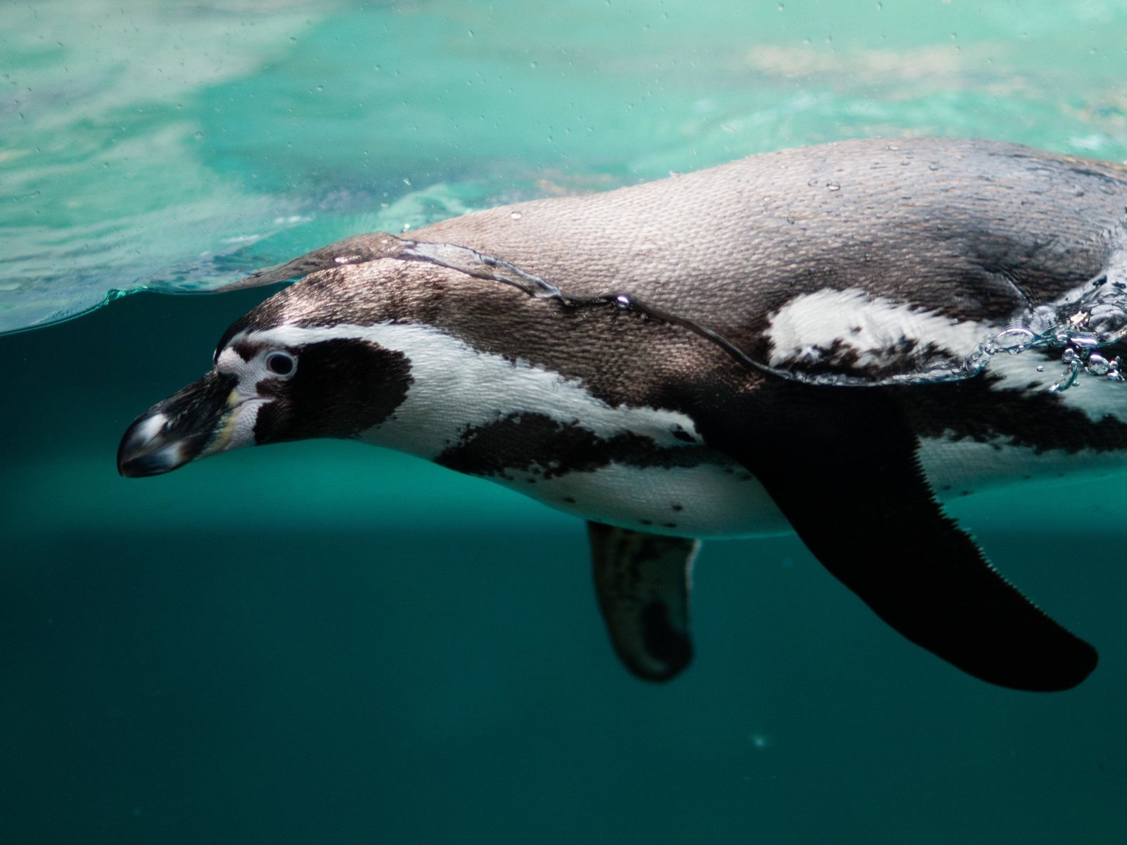 Обои вода, океан, птица, клюв, пингвин, пингвин гумбольдта, water, the ocean, bird, beak, penguin, humboldt penguin разрешение 4288x2848 Загрузить