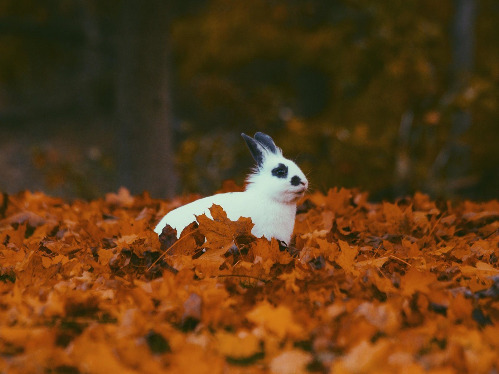 Обои листья, листва, осень, кролик, животное, уши, leaves, foliage, autumn, rabbit, animal, ears разрешение 5184x3456 Загрузить