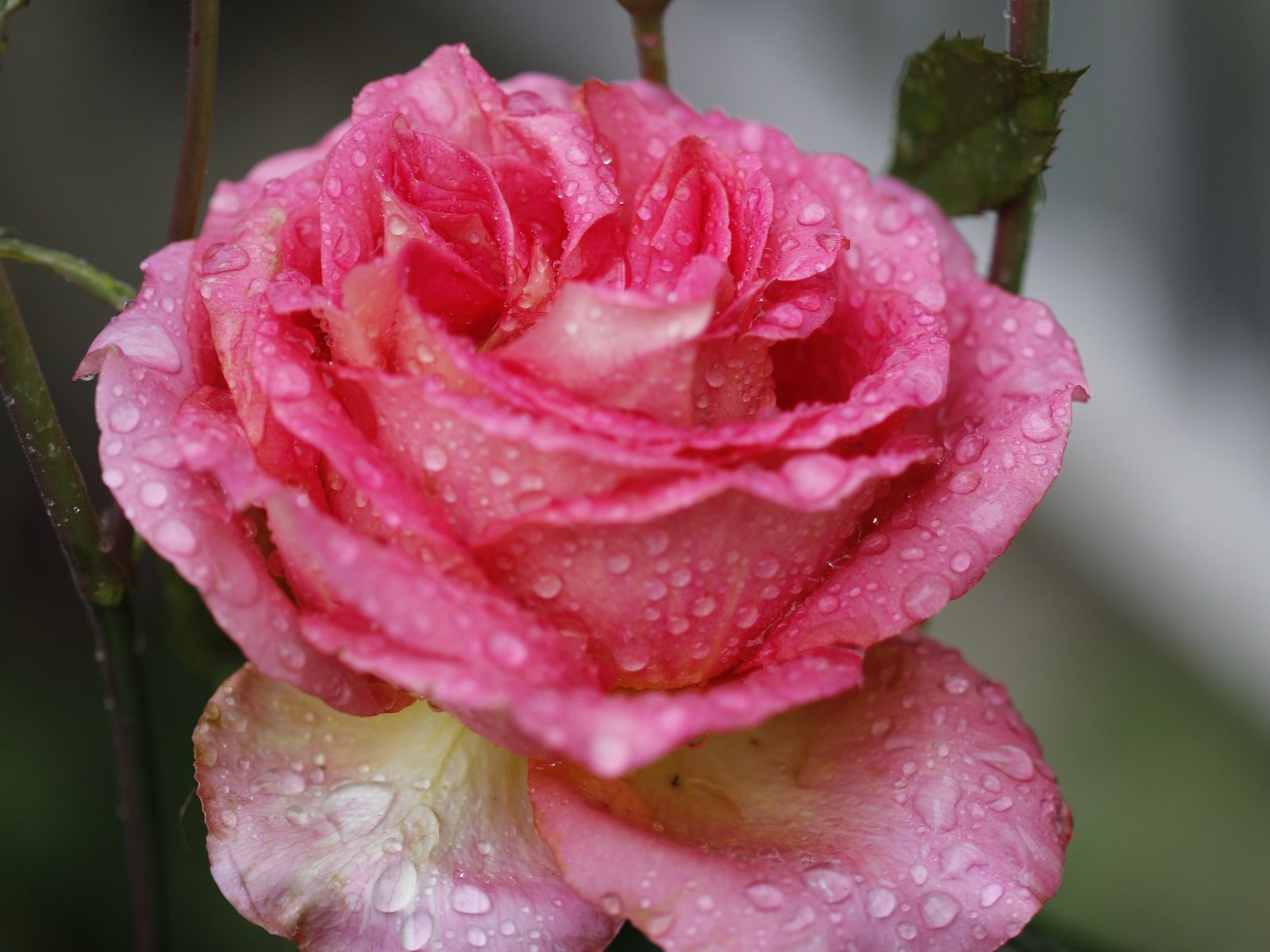 Обои цветок, роза, лепестки, капли воды, крупным планом, flower, rose, petals, water drops, closeup разрешение 5184x3456 Загрузить