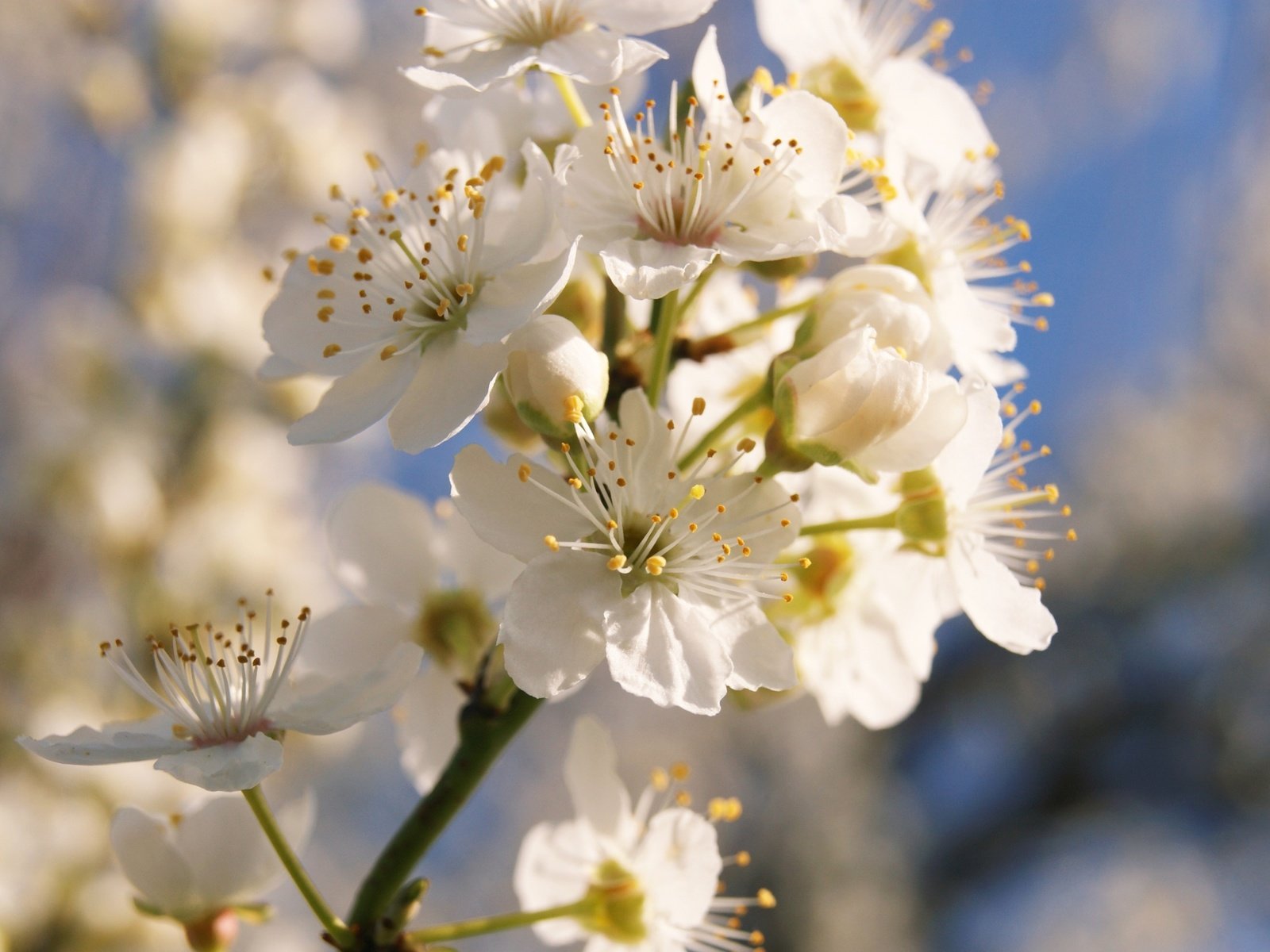 Обои ветка, цветение, весна, branch, flowering, spring разрешение 3840x2160 Загрузить