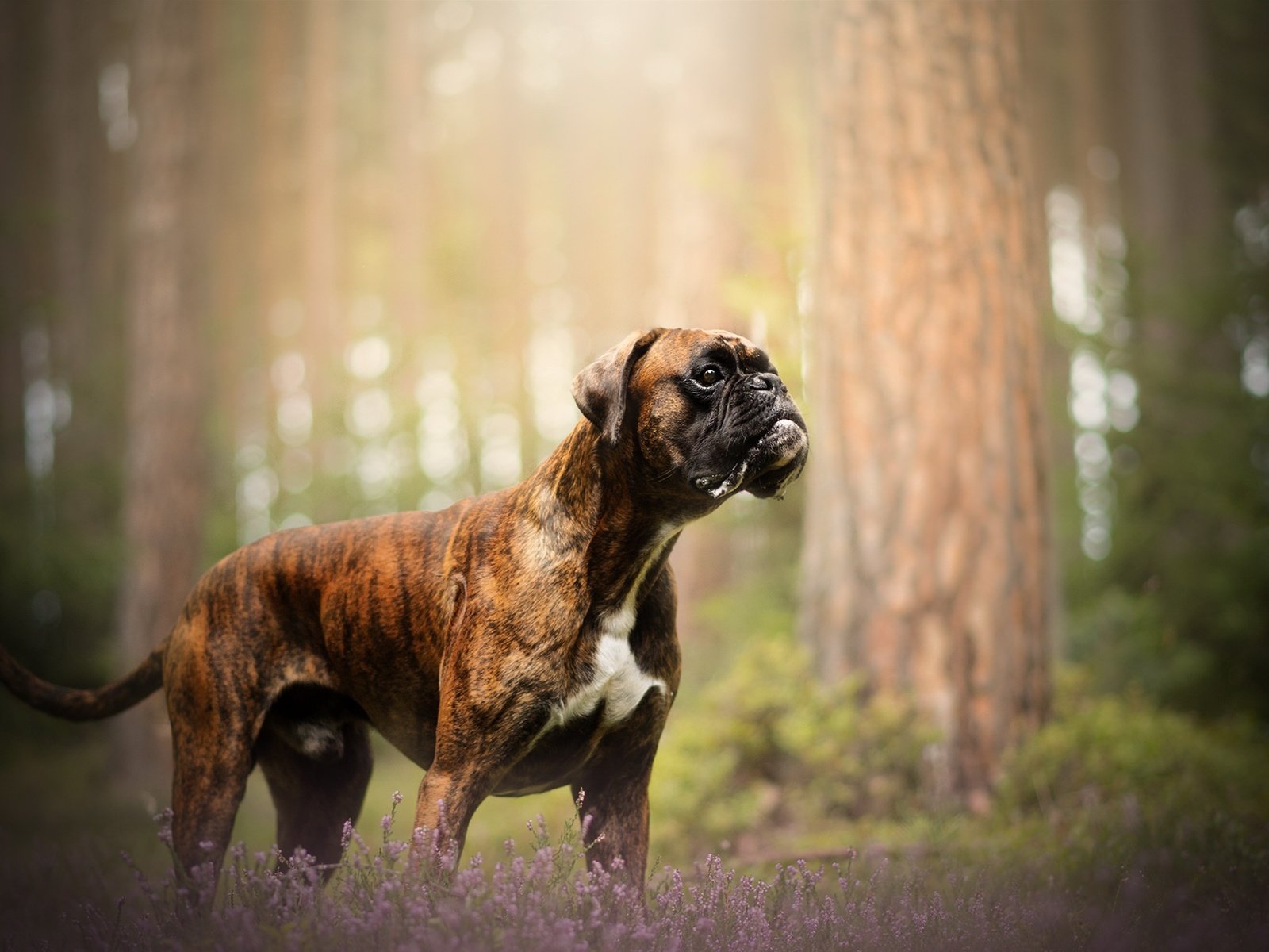 Обои природа, собака, друг, боксер, nature, dog, each, boxer разрешение 2048x1213 Загрузить